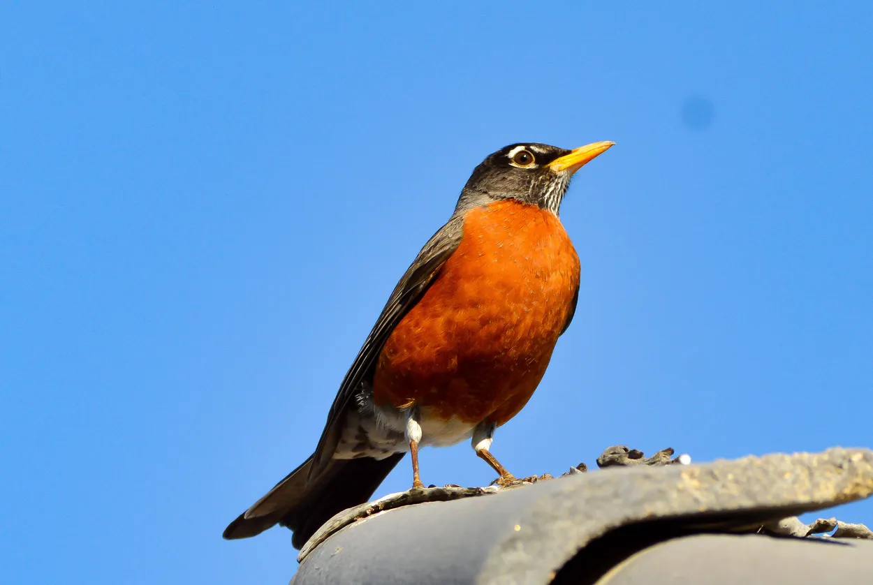Entry 6762490