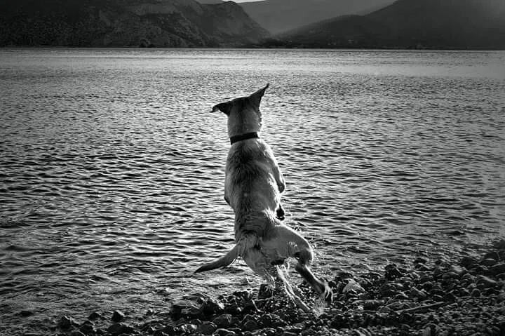 Flying_Dog