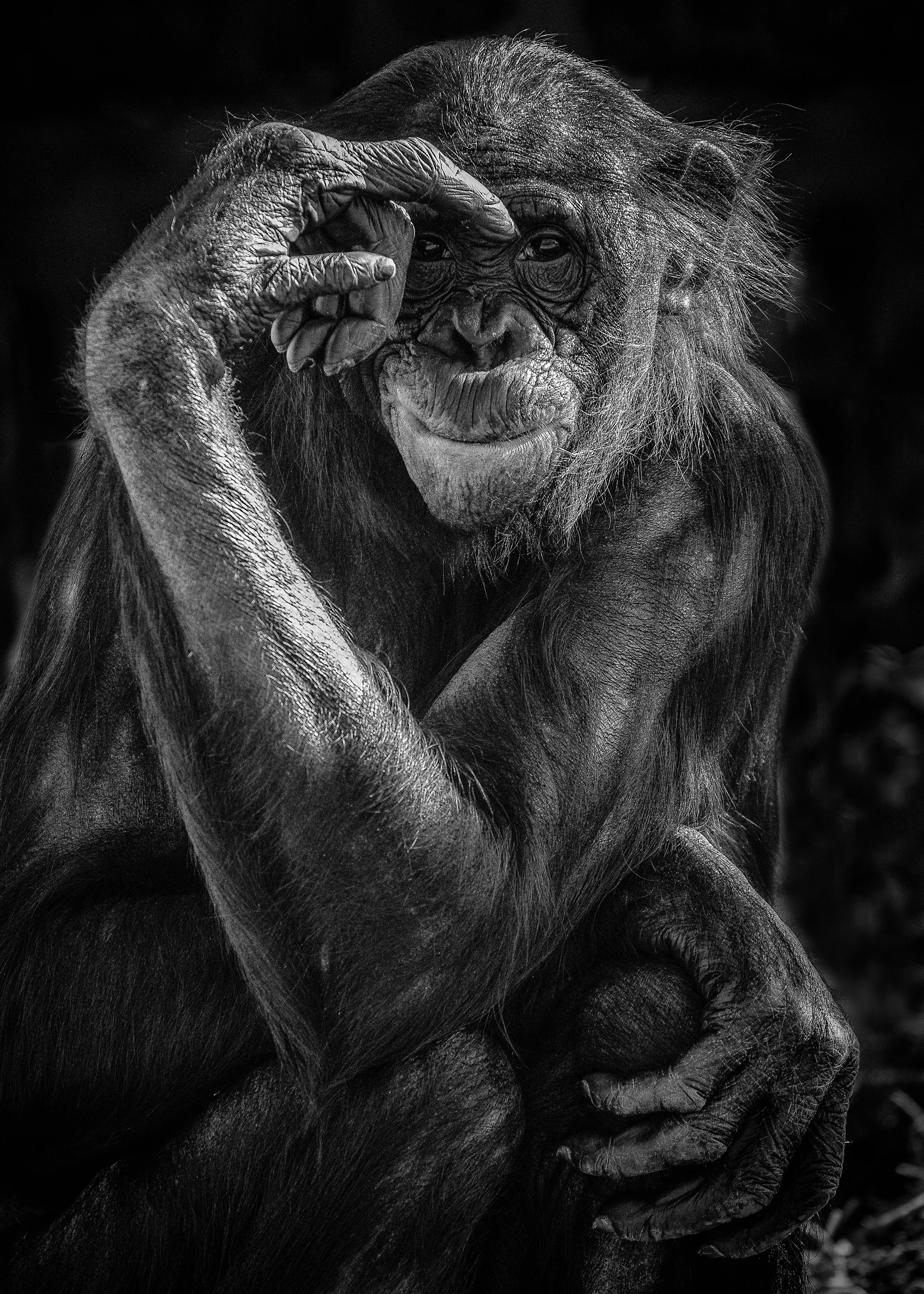 Bonobo