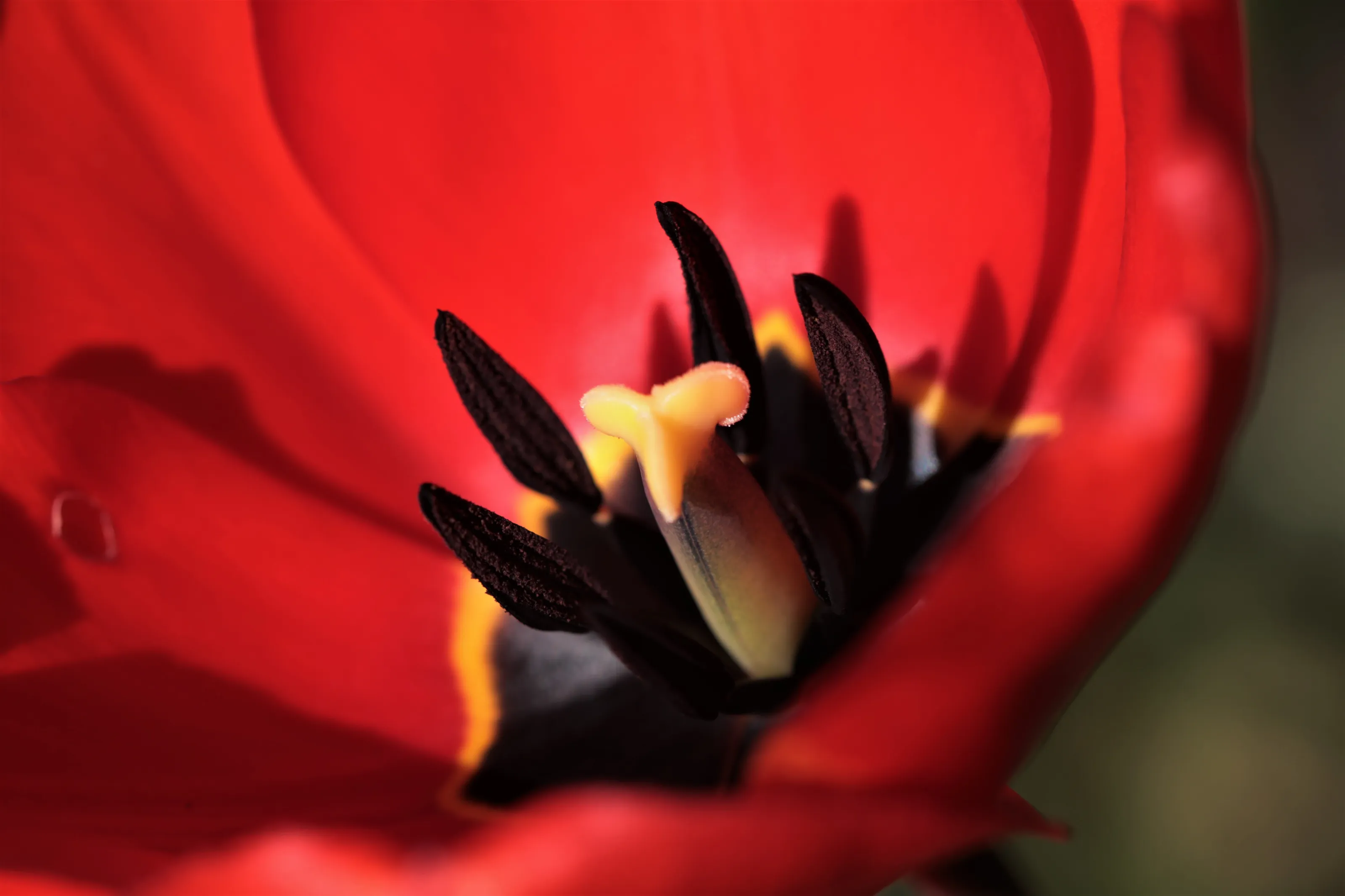 Red Tulip