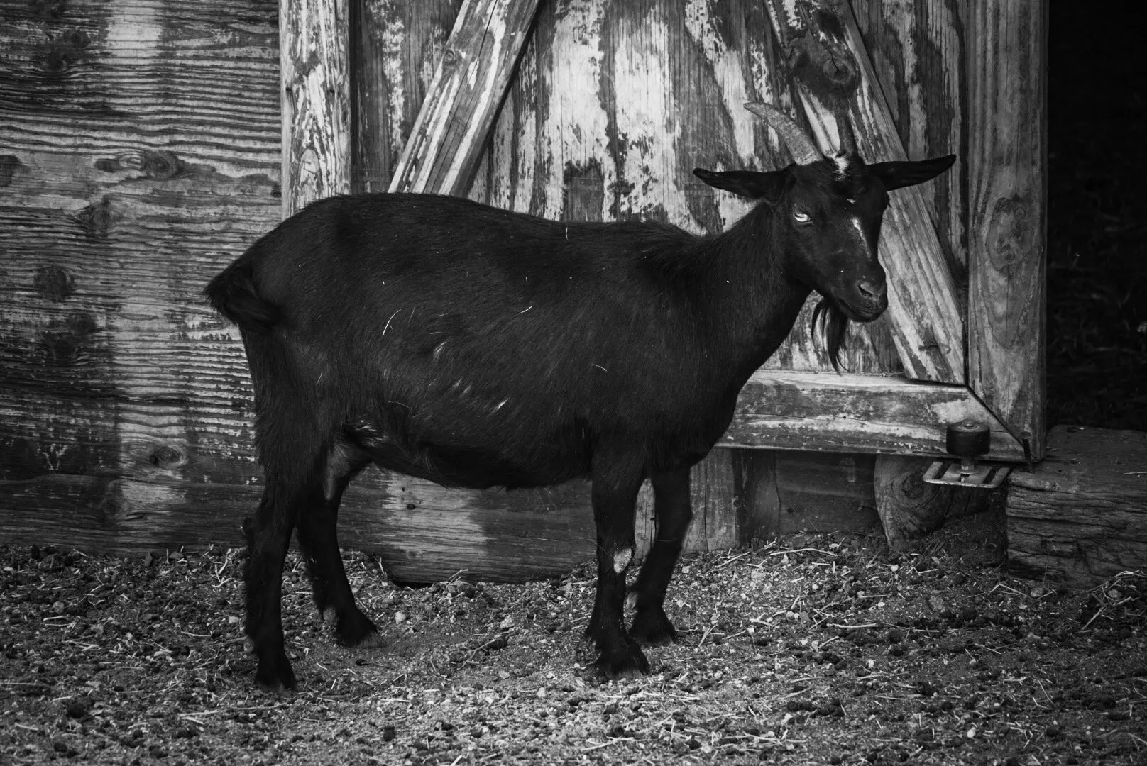 Horror GOAT