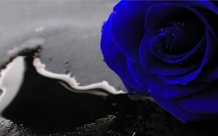 Banner image