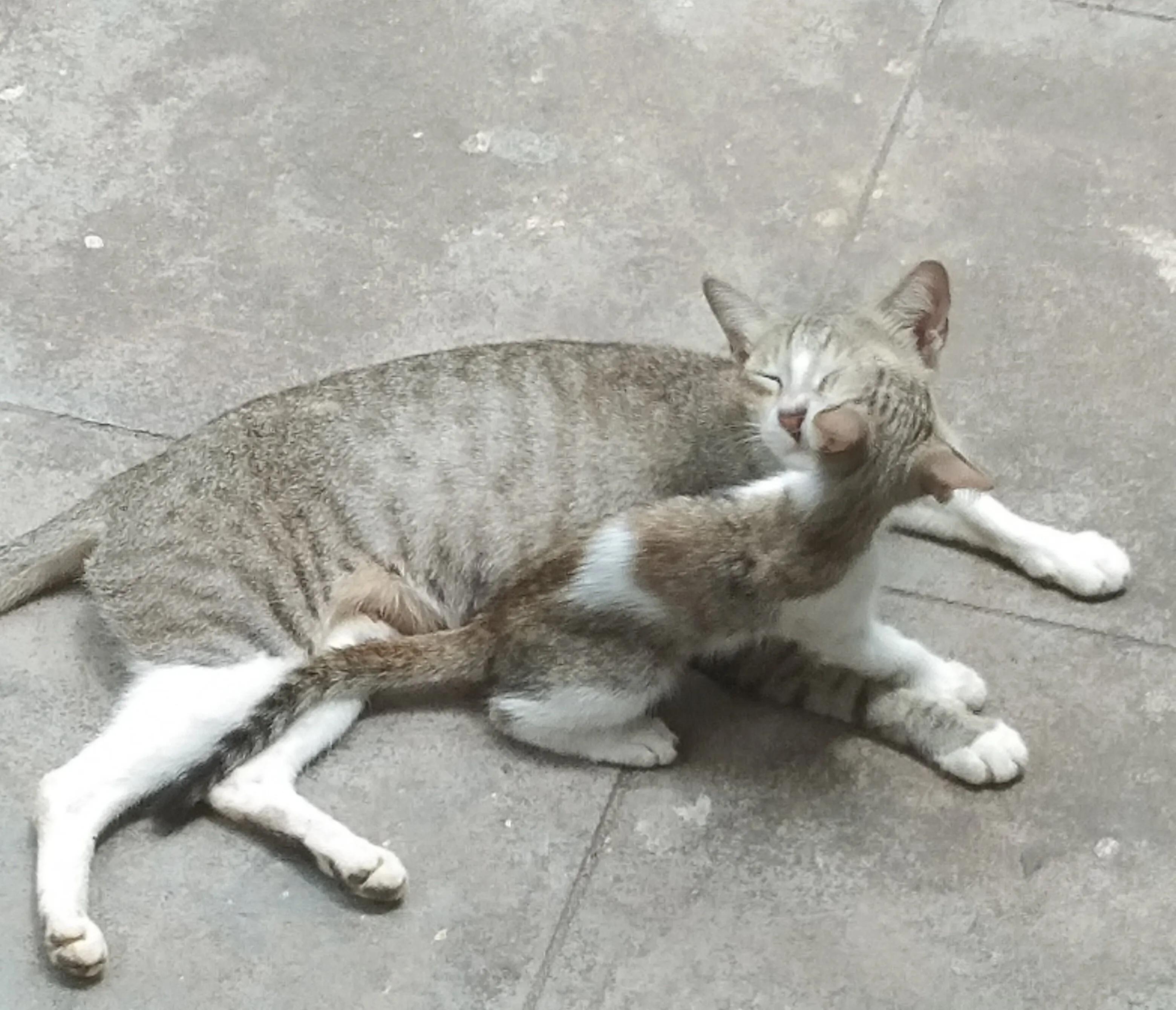 Lovable puzzy