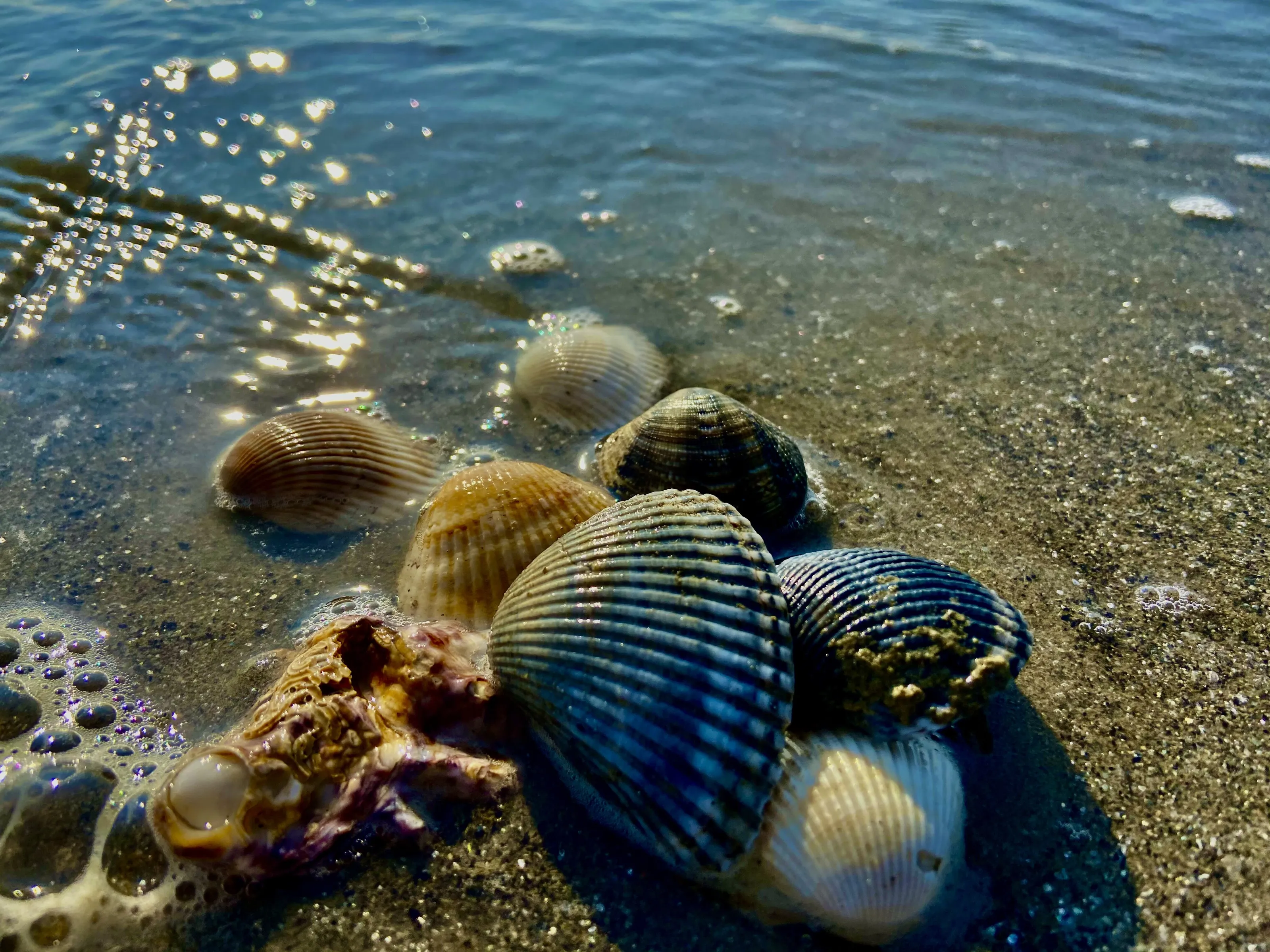 Shells