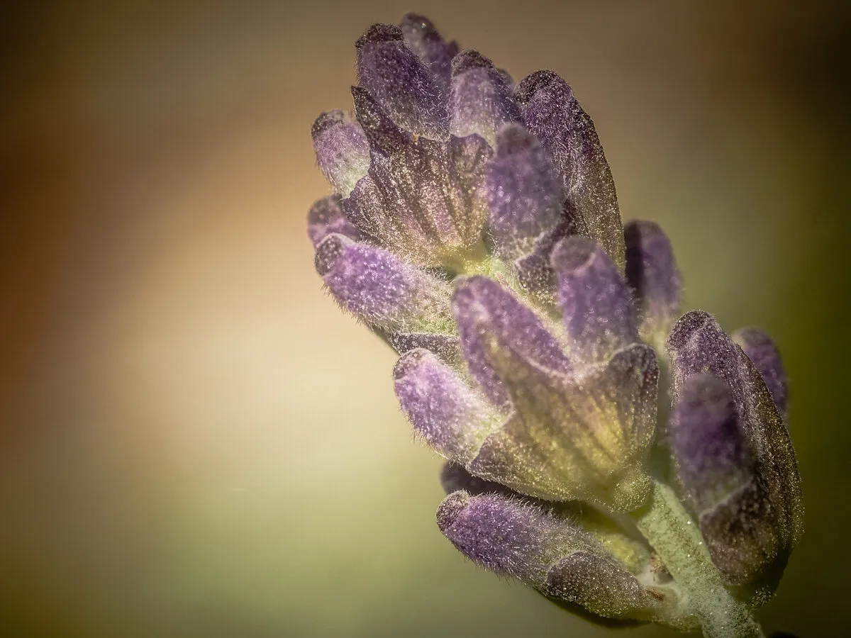 Lavender Bud