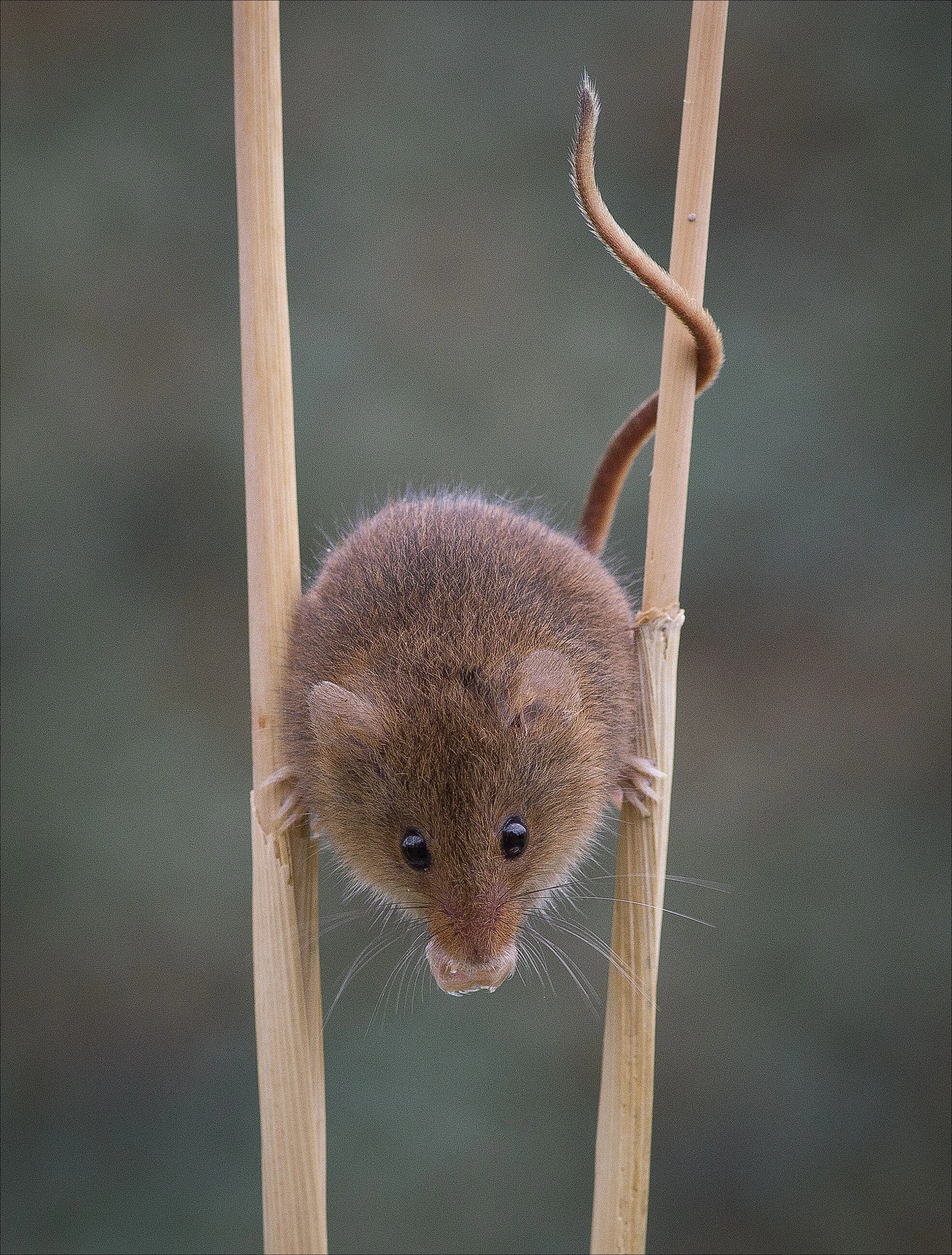 Harvest Mouse on Corn