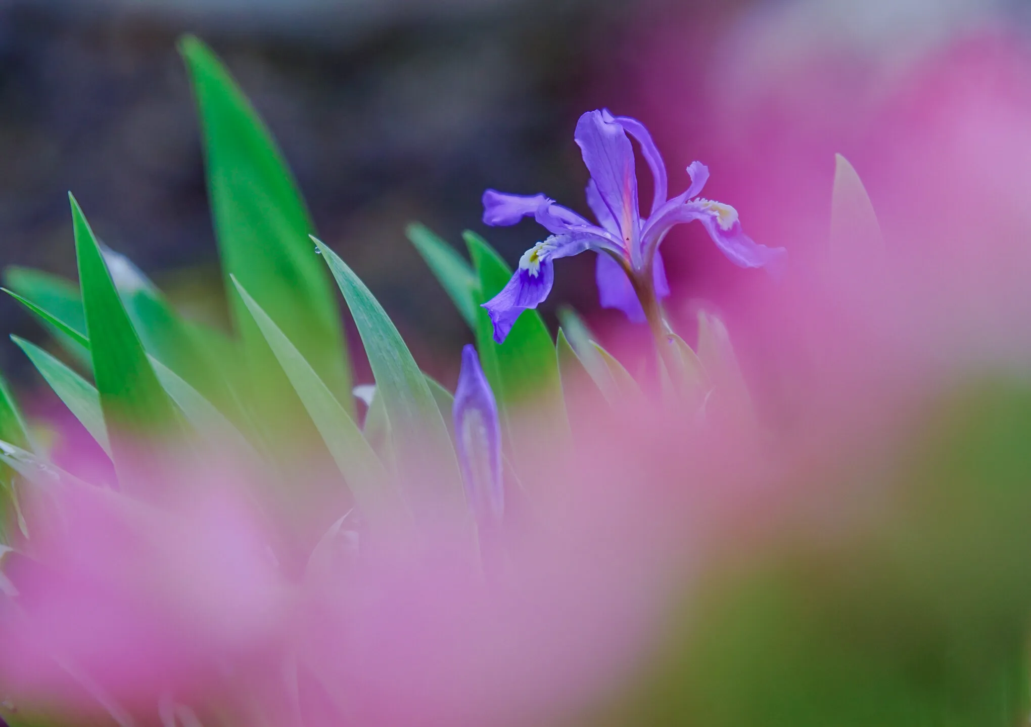 Iris Waltz