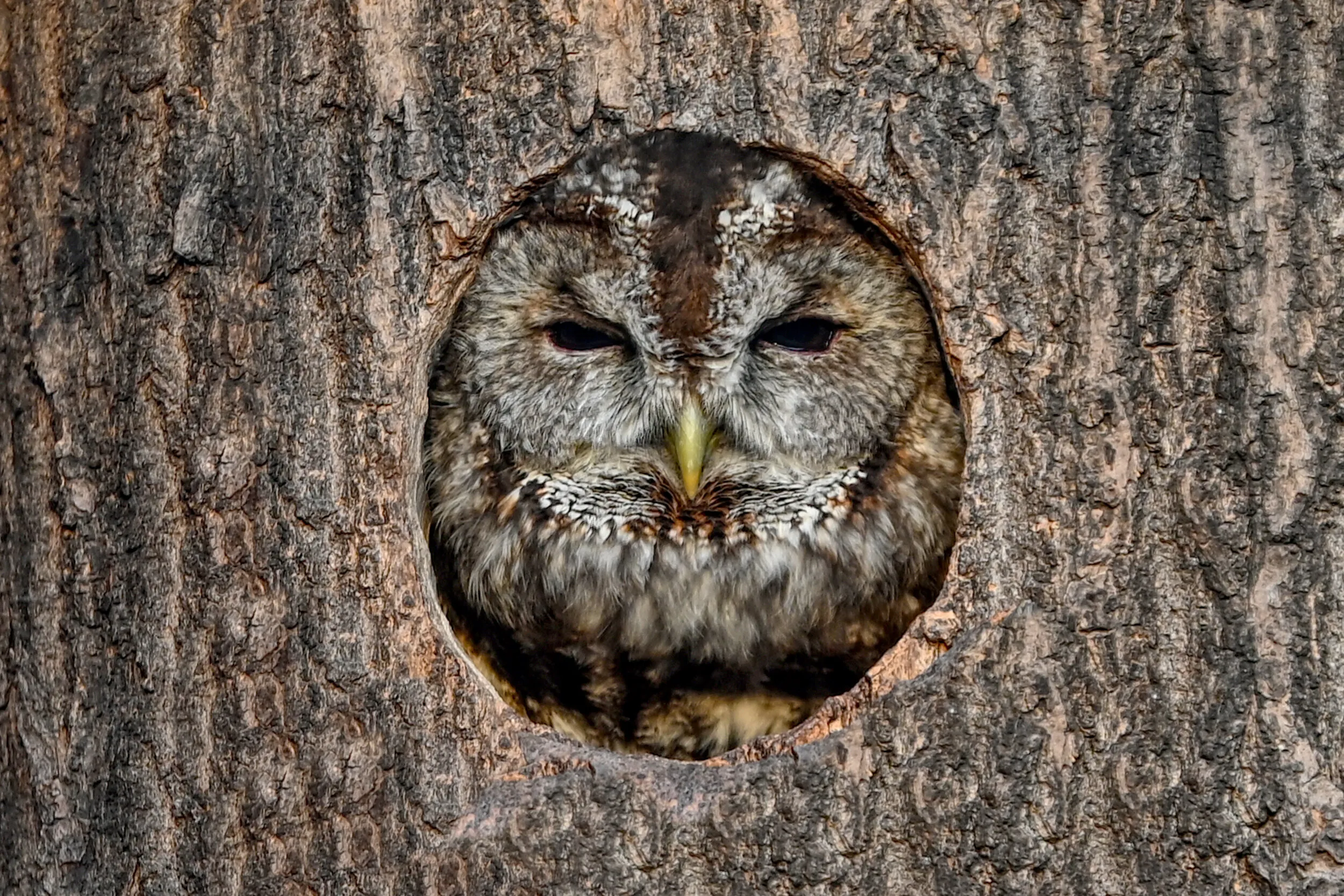 Owl