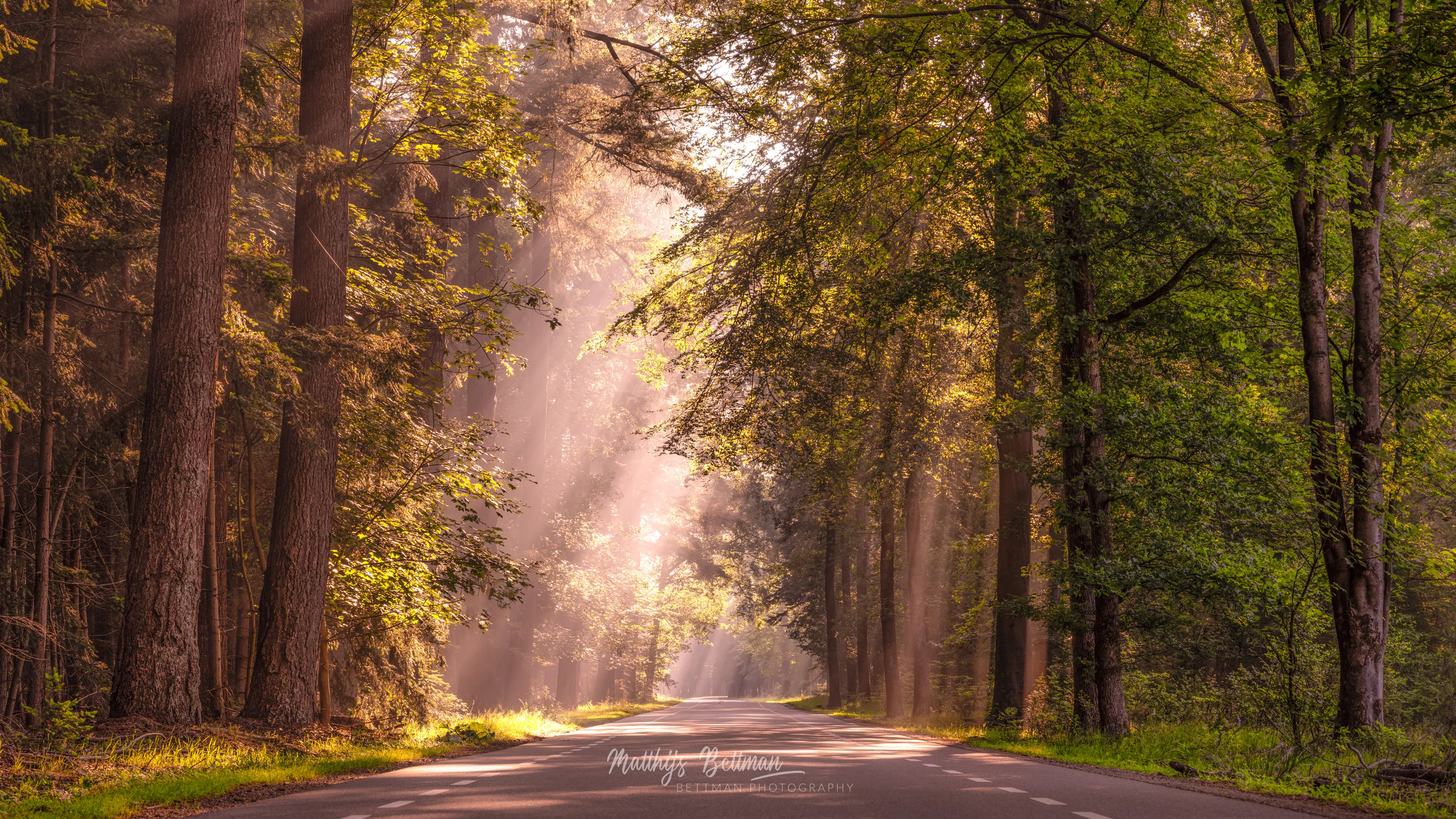 The road in the forest