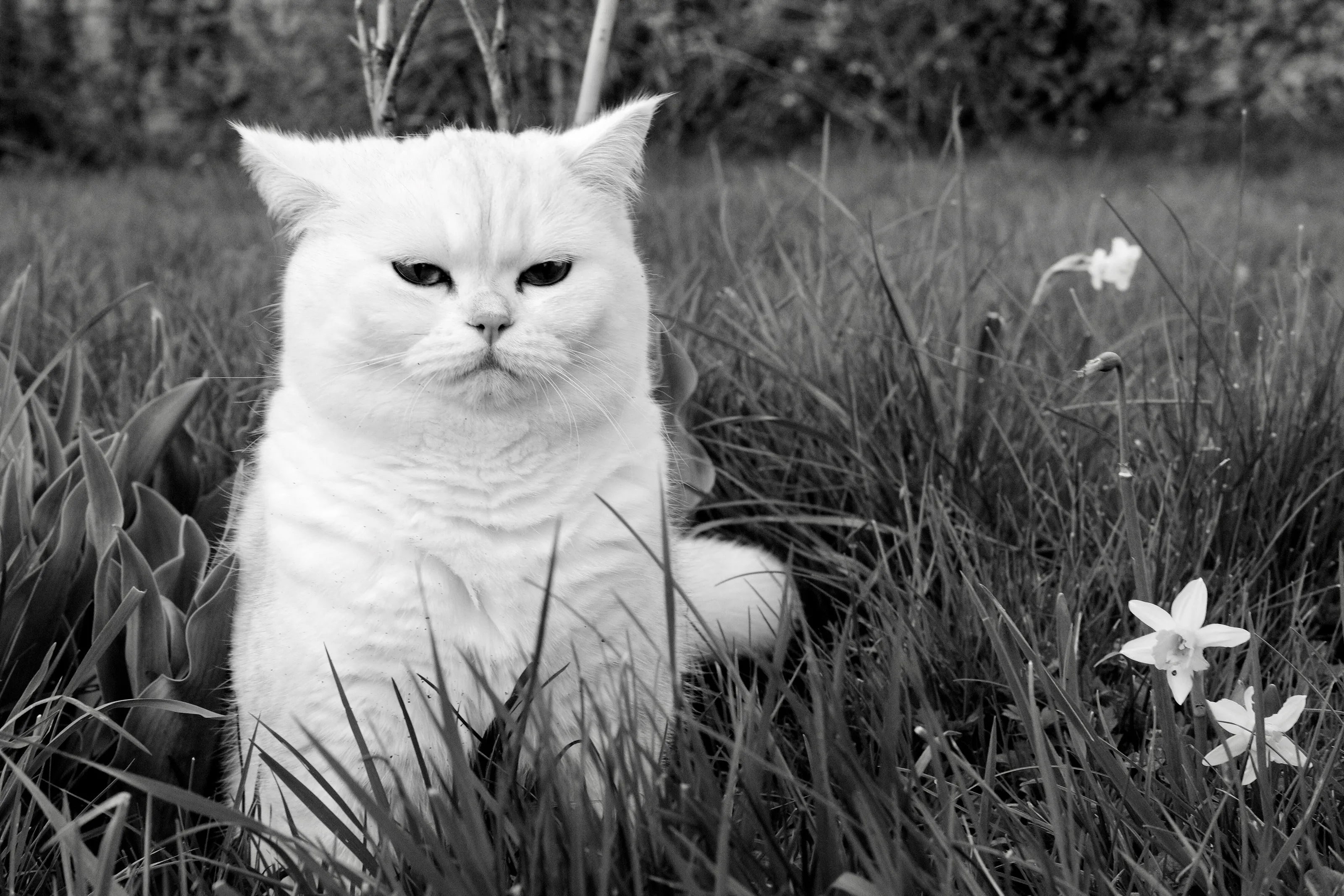Rosalind the Cat