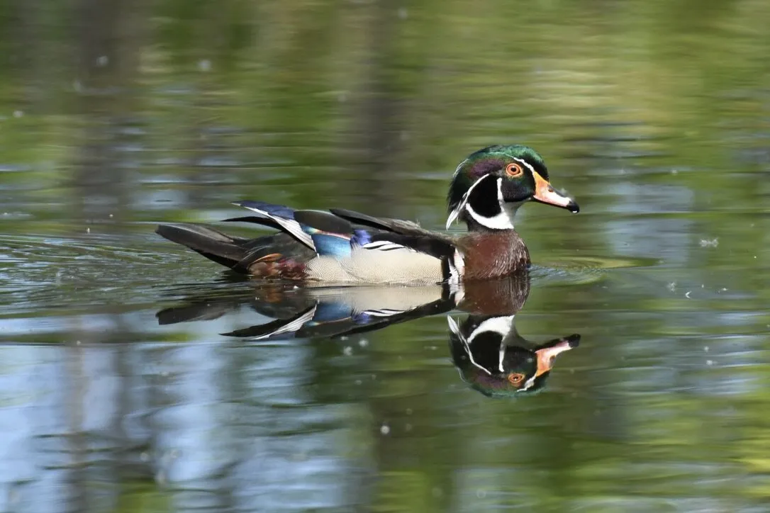 Parade de monsieur Canard branchu