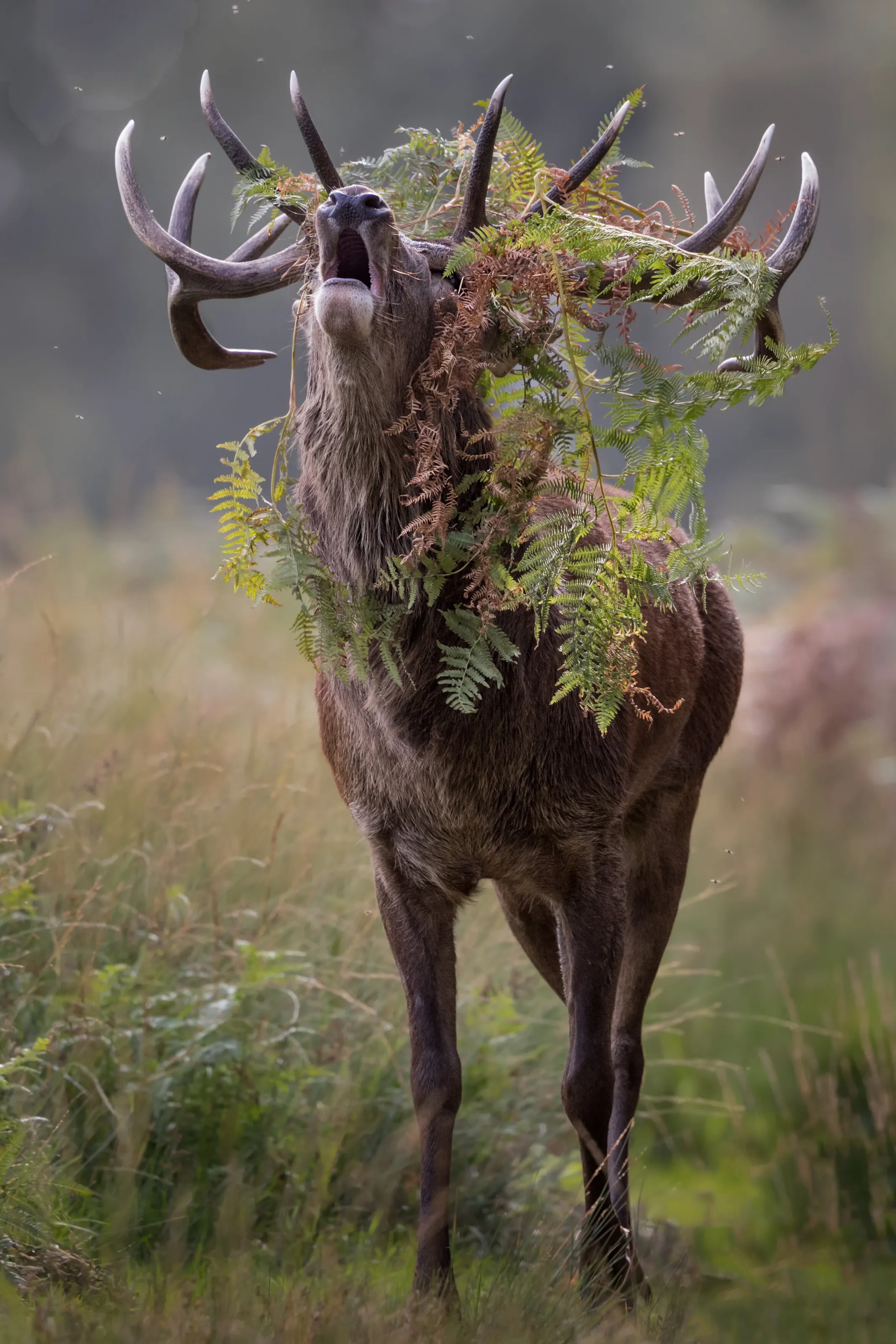 Bellowing Stag During The Rut