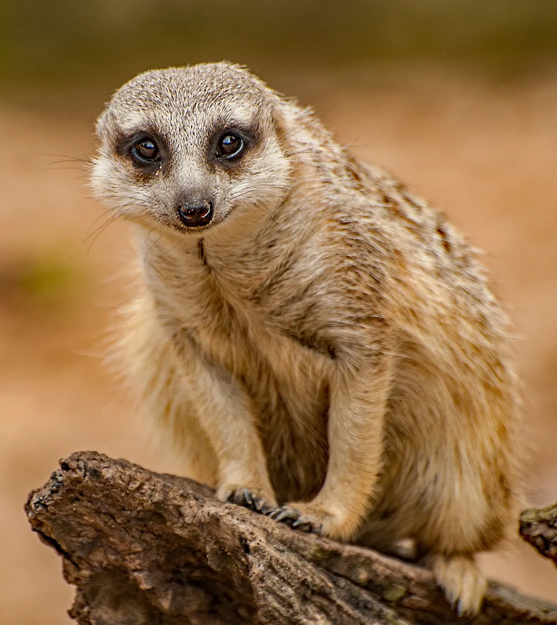 Entry 10536919