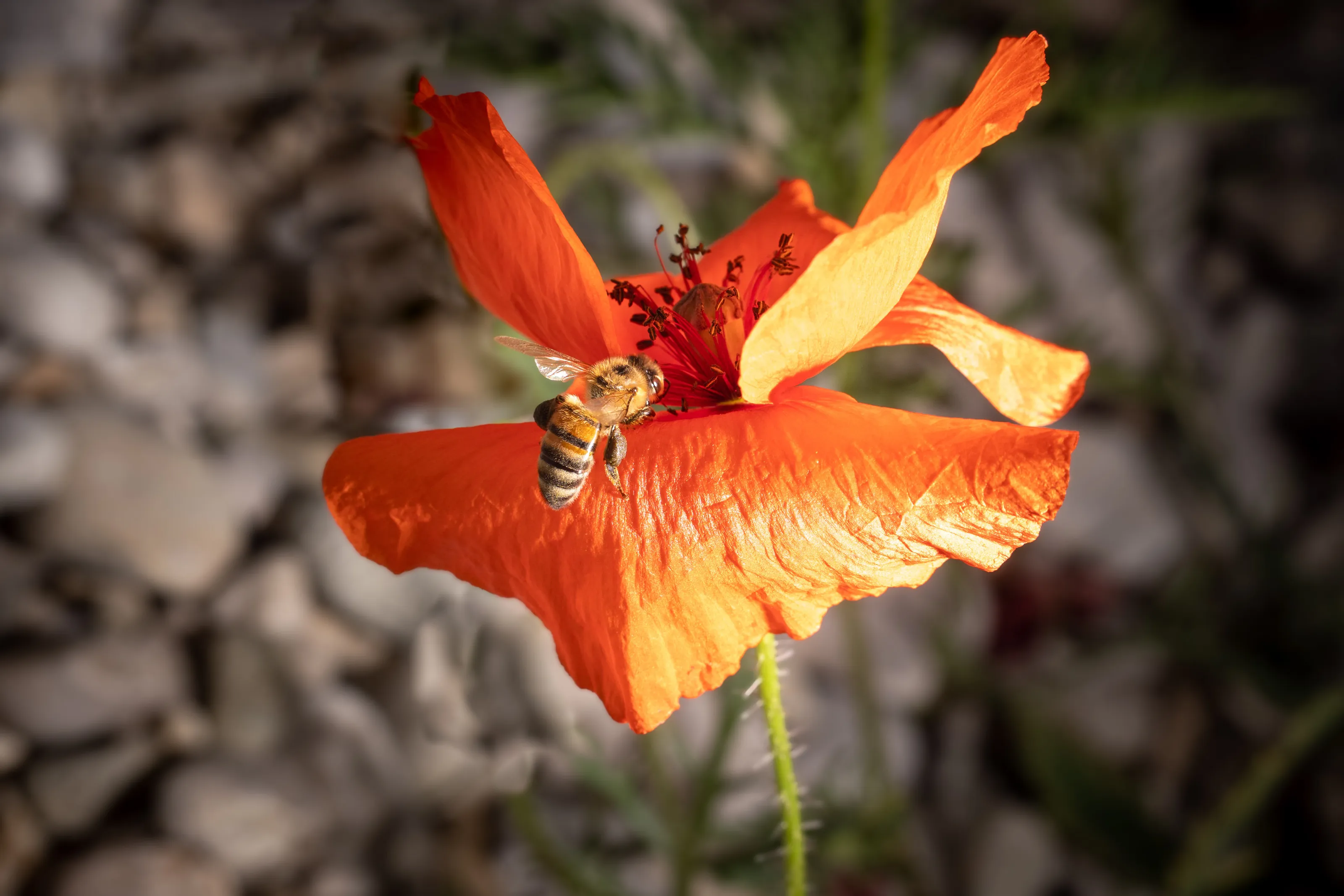 Bee and poppy flower