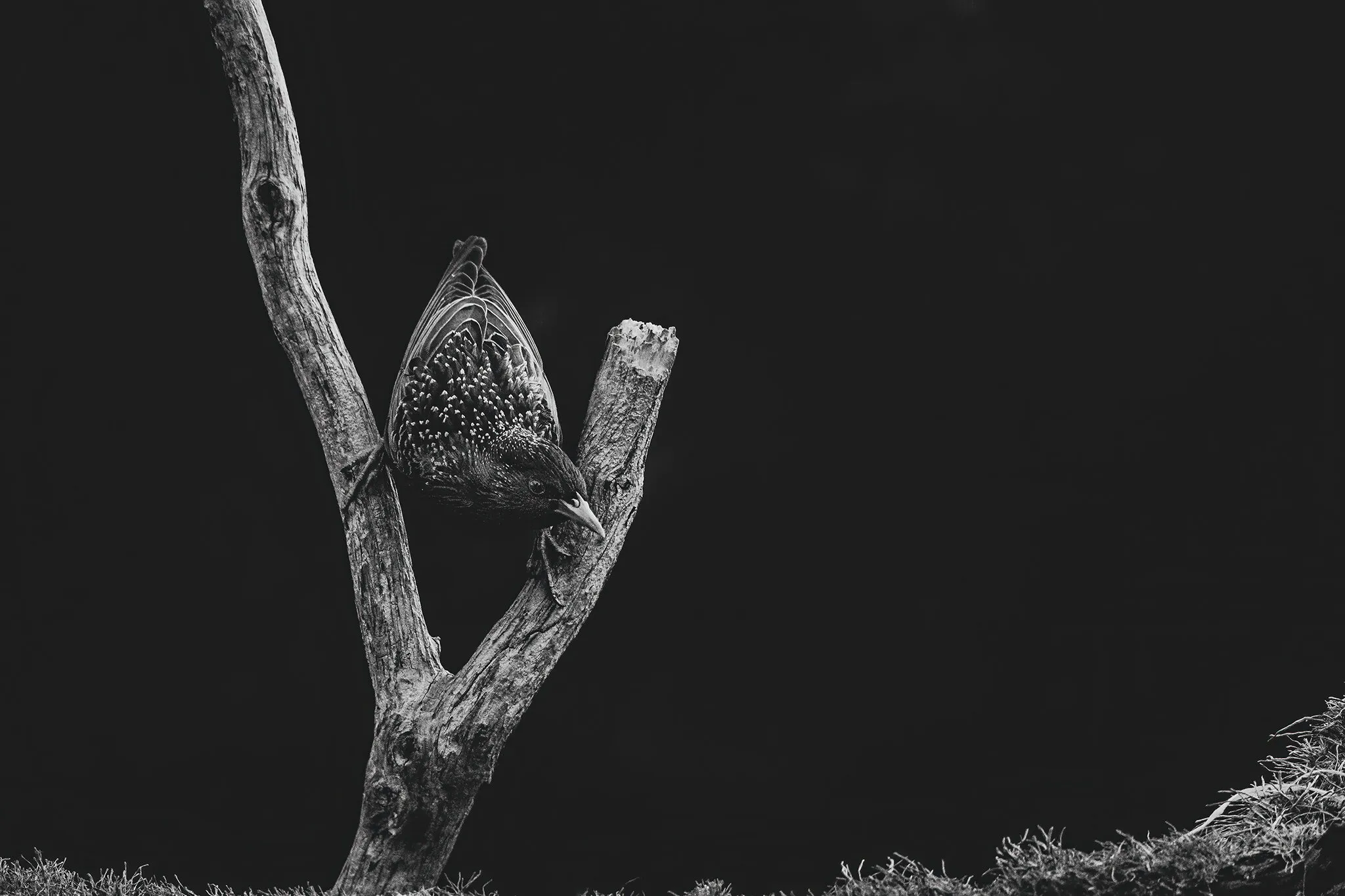 Staling in black and white
