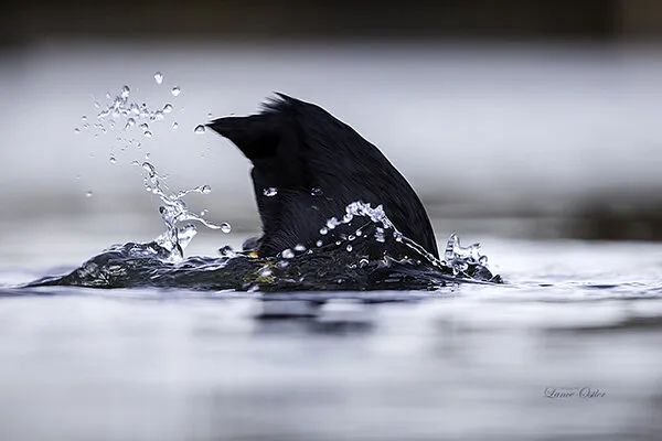 coot diving