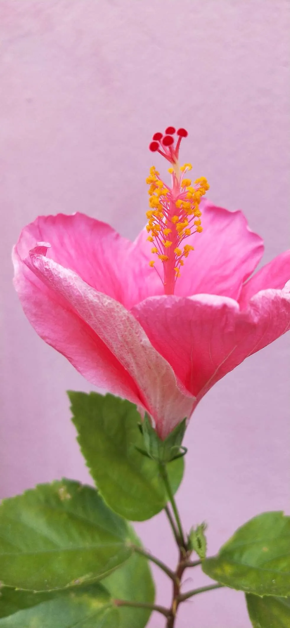 #Pink #China rose #garden #beautiful nature