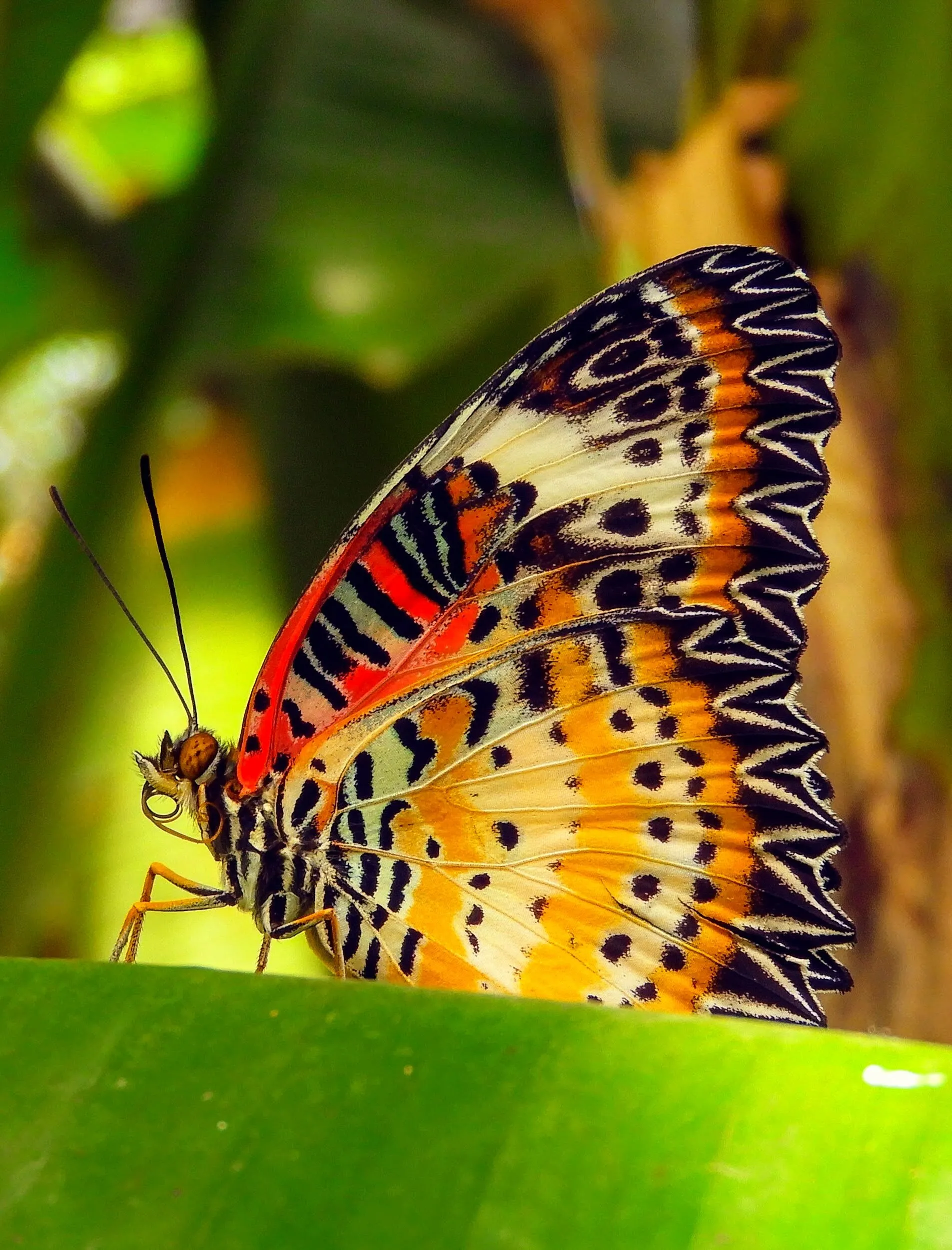 Butterfly Wings