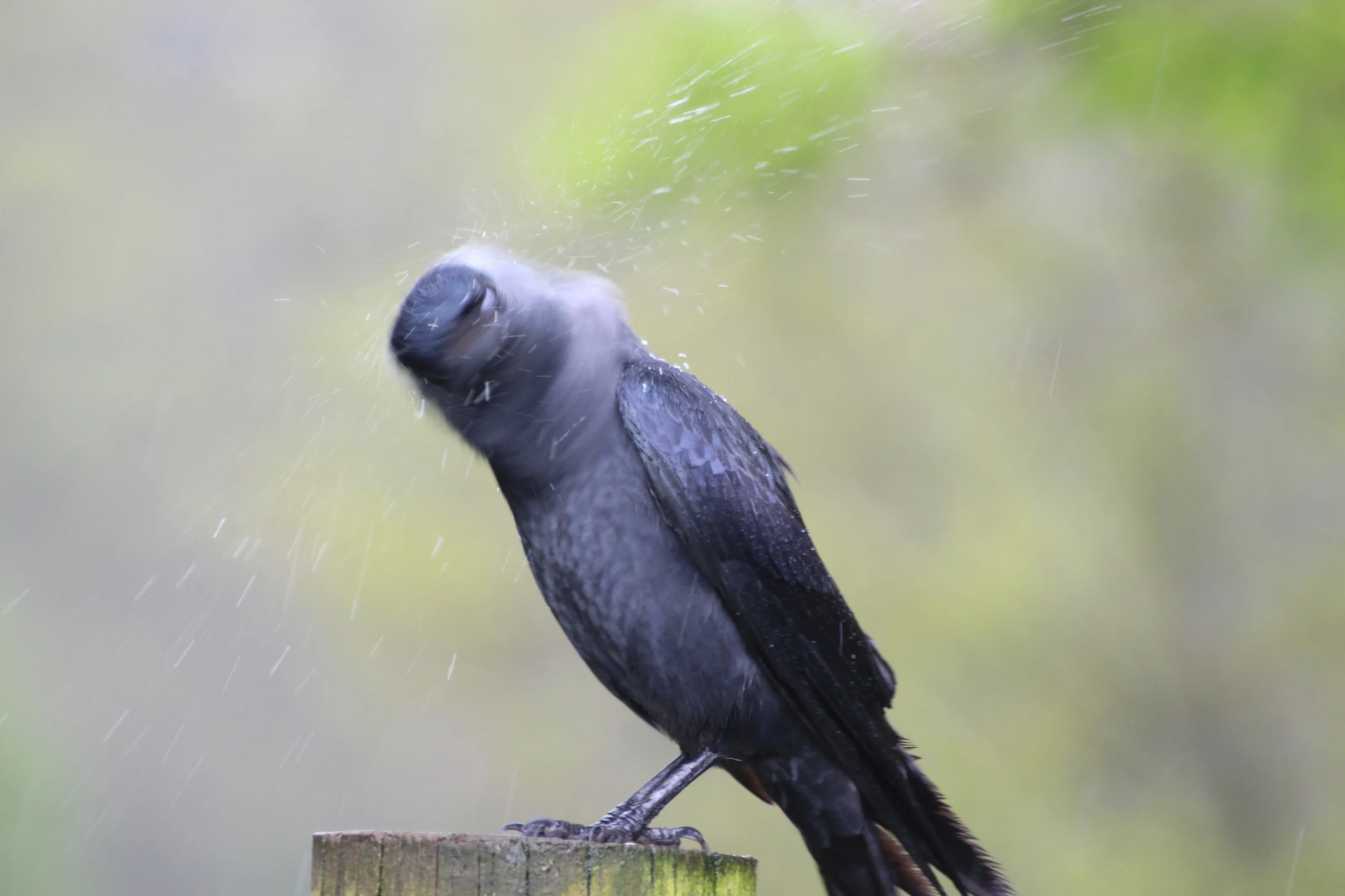 Spin drying