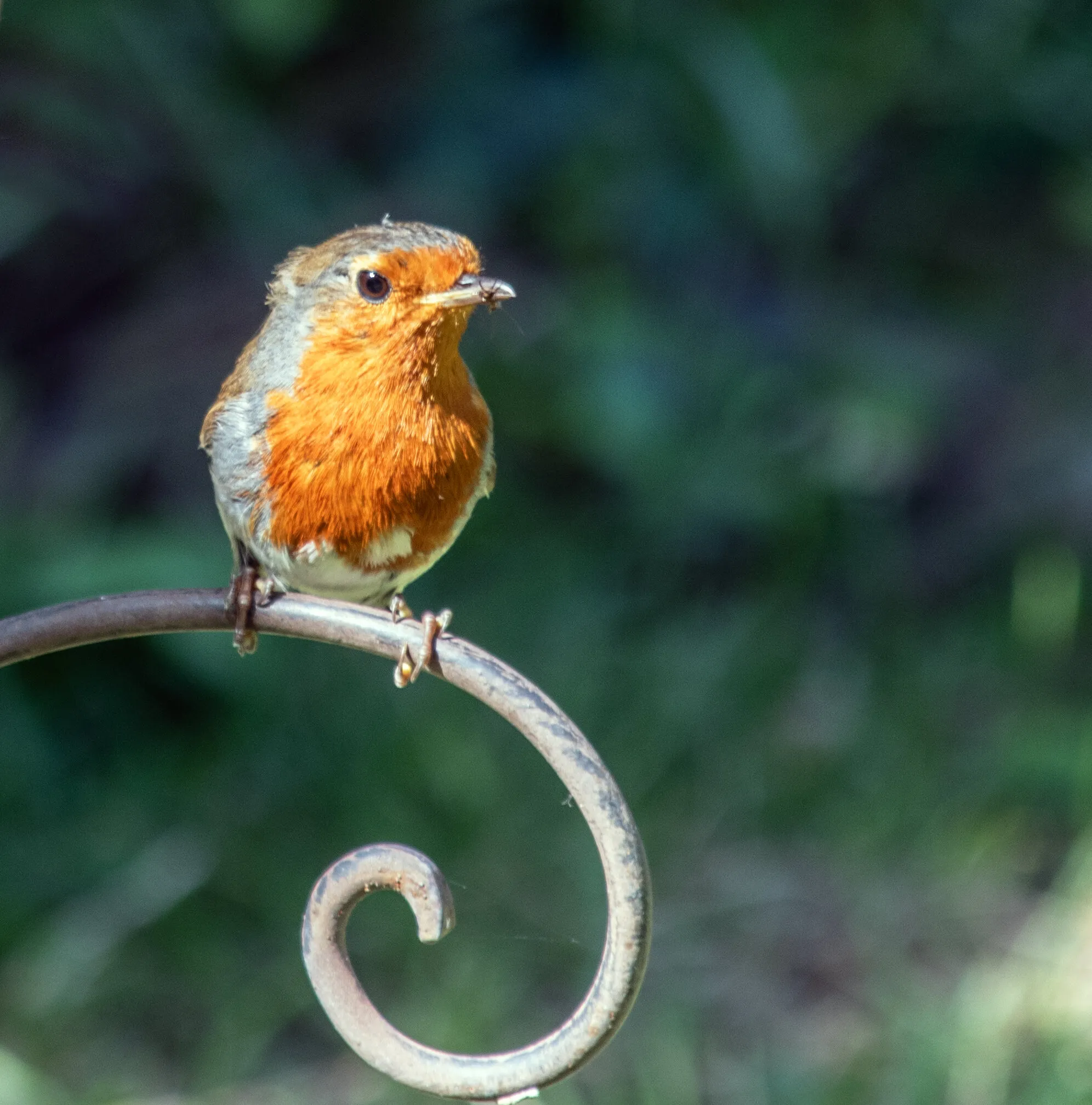 Little robbin