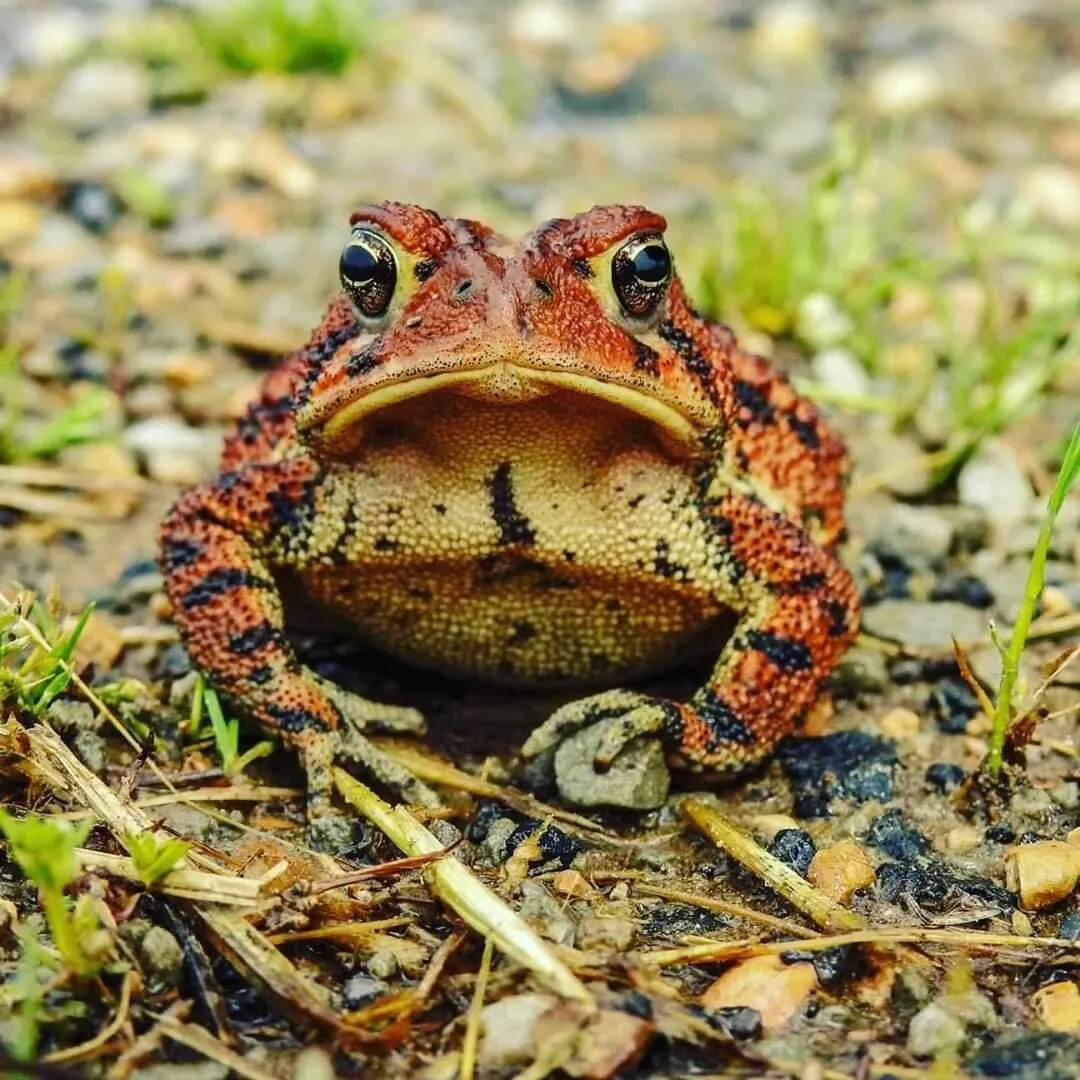 Disgruntled Toad