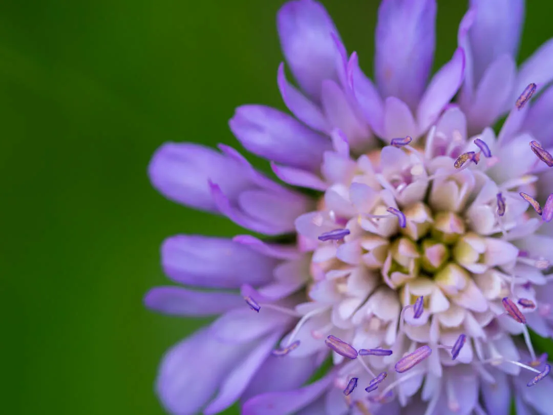 Field Scabious