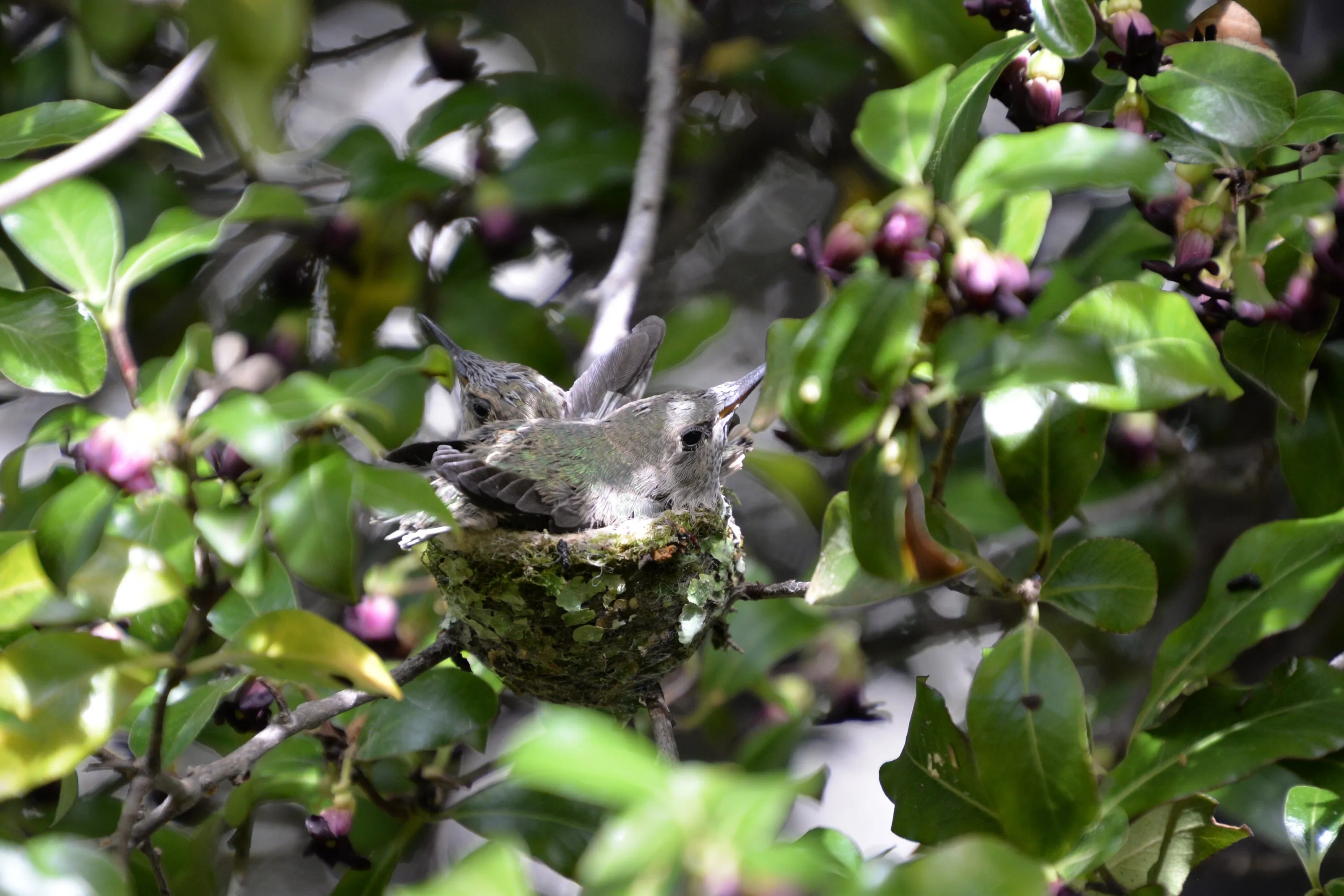 Baby Hummingbirds