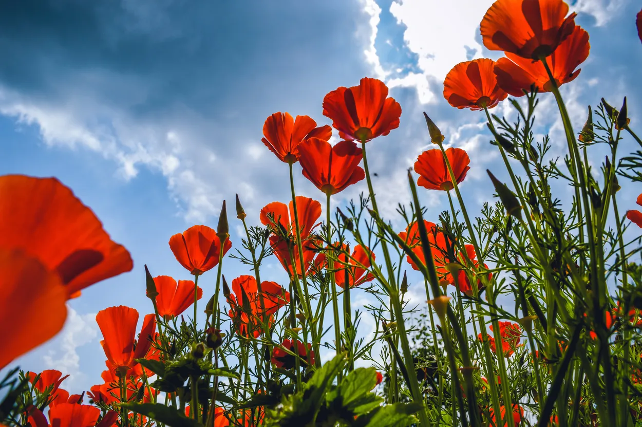 Entry 4280383