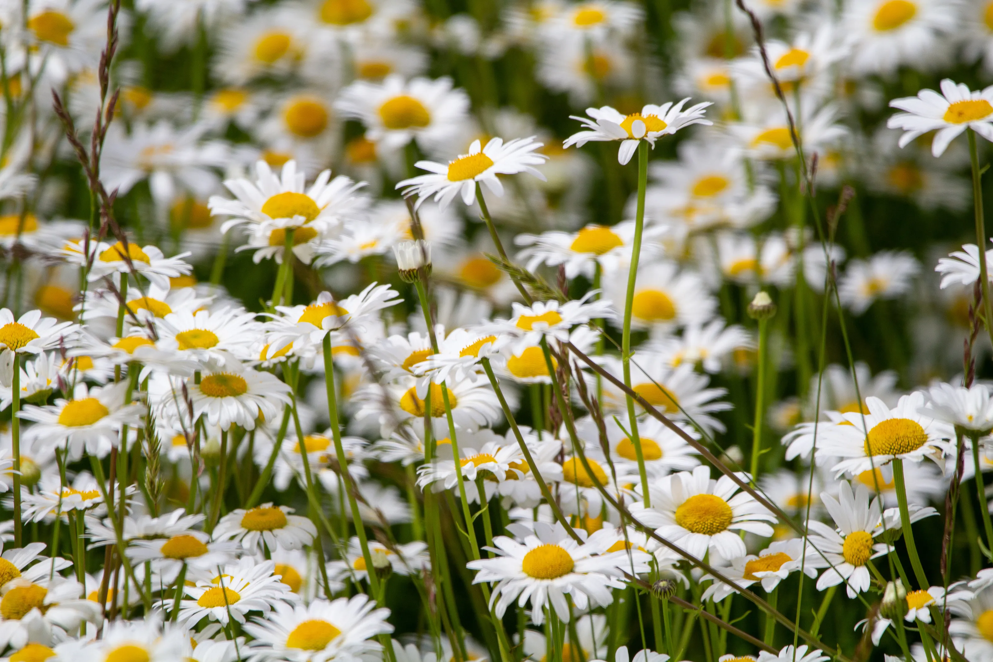 Daisies
