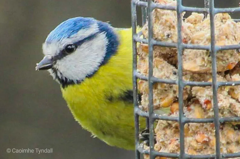 Blue tit