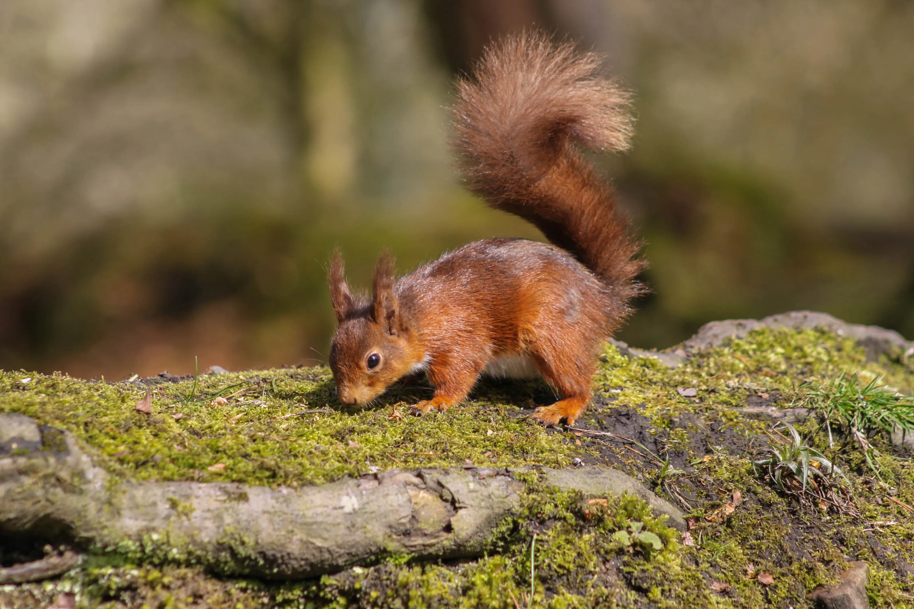 Red Squirrel on Log