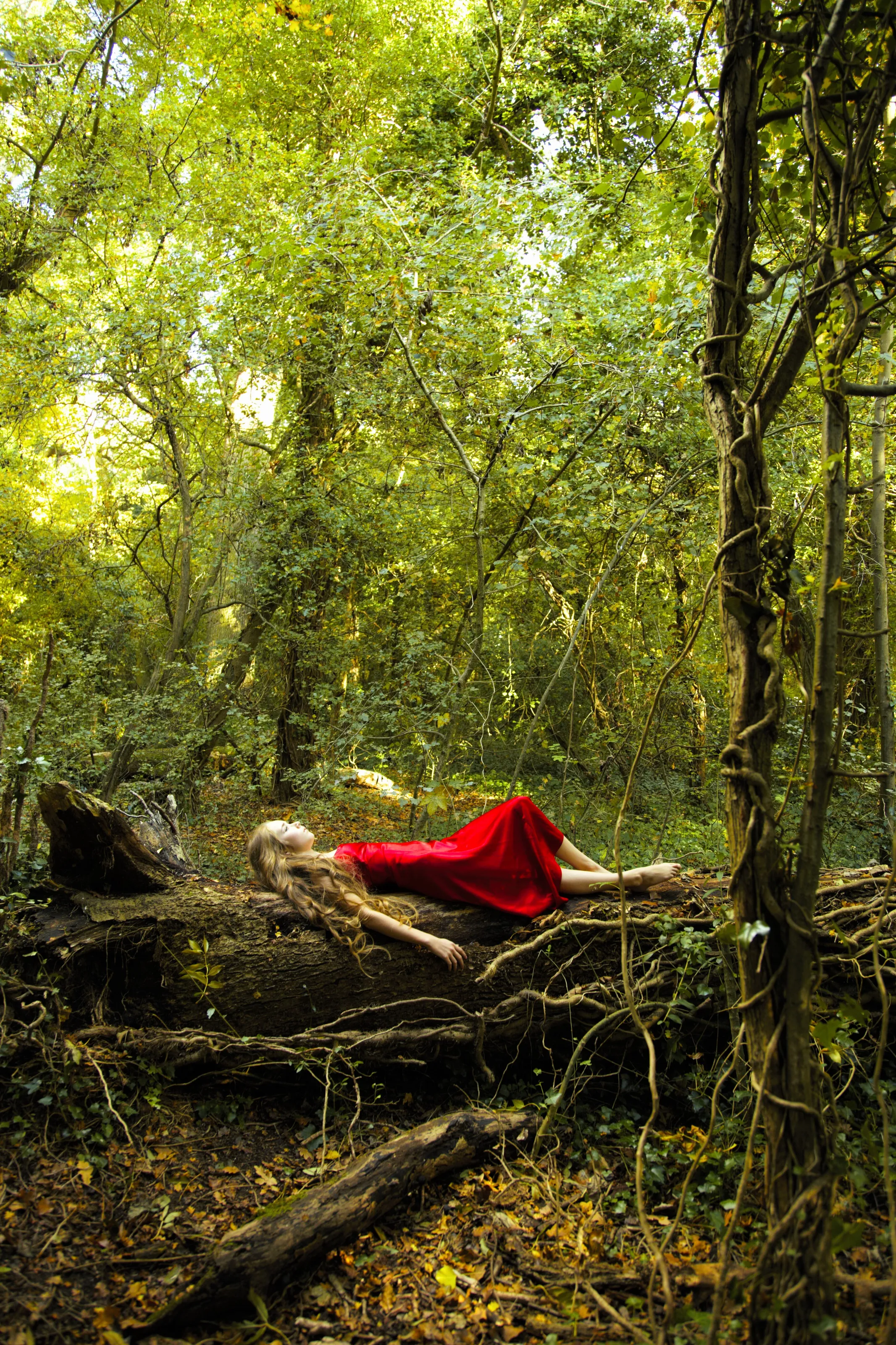 Into the Woods