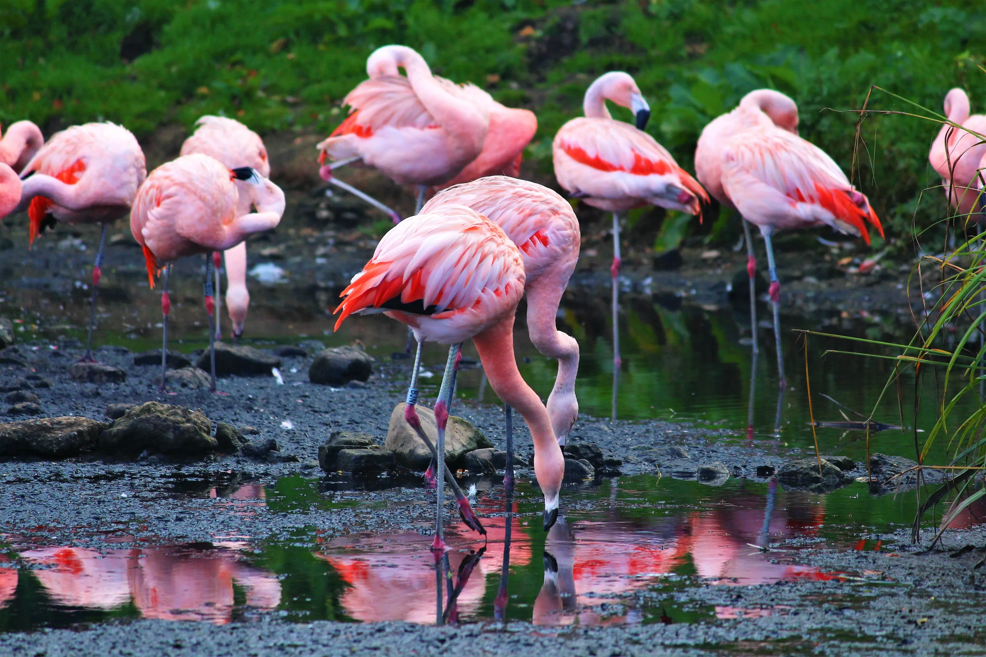 Flamingos