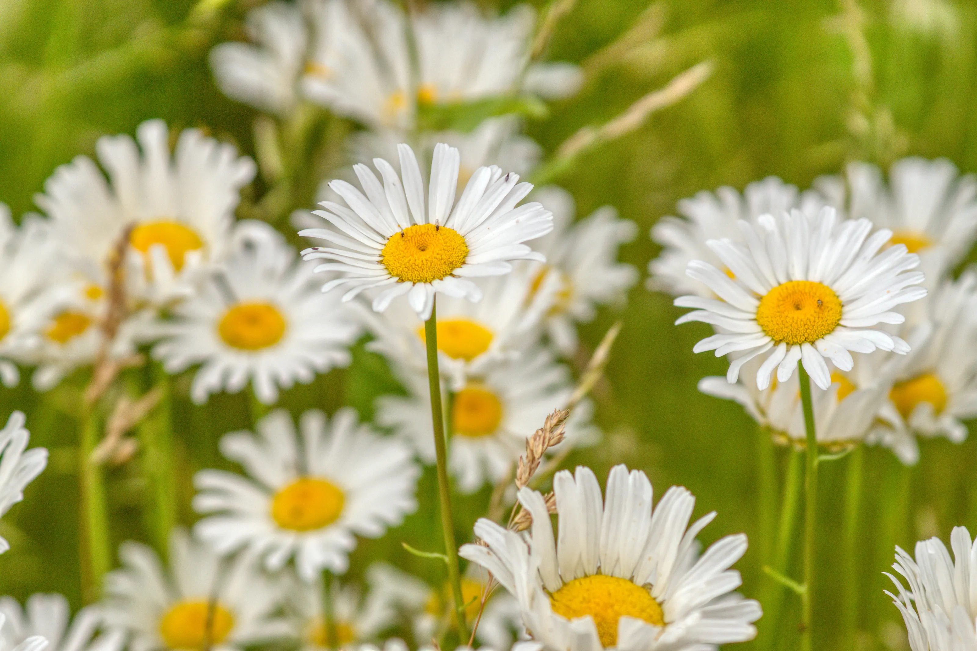 Everything's coming up daisies!