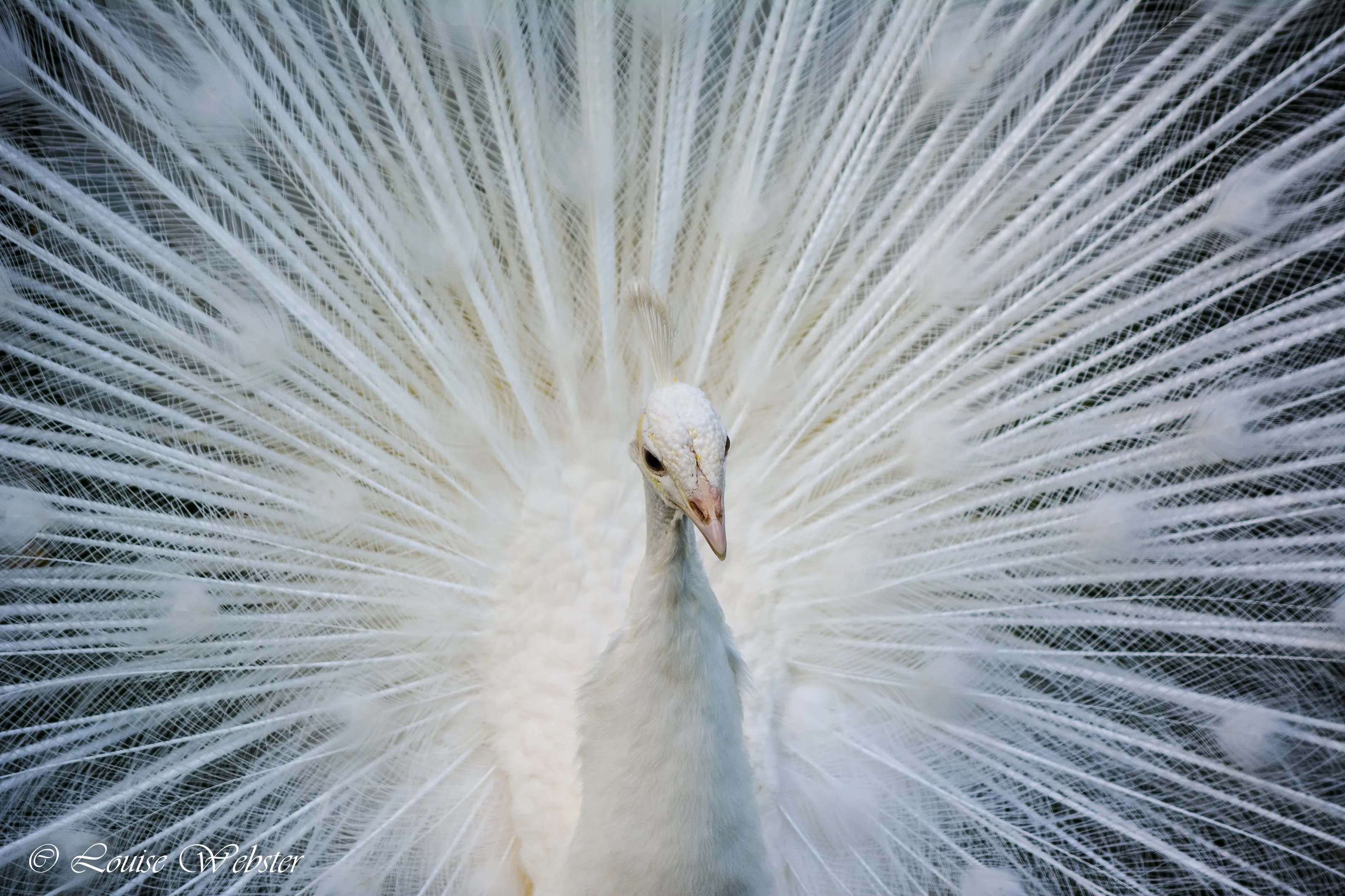 Alexander the White Peacock