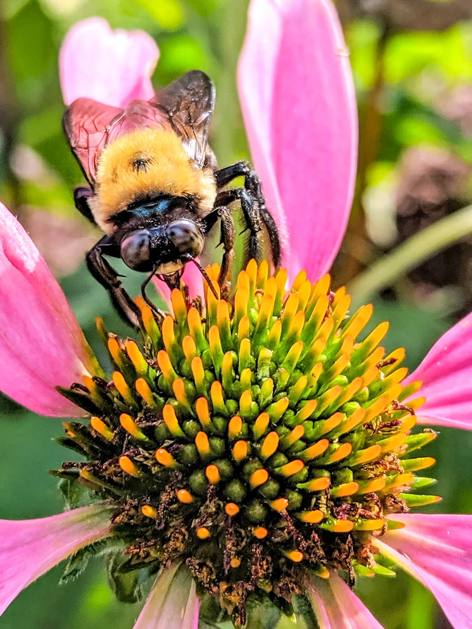 Busy Bee