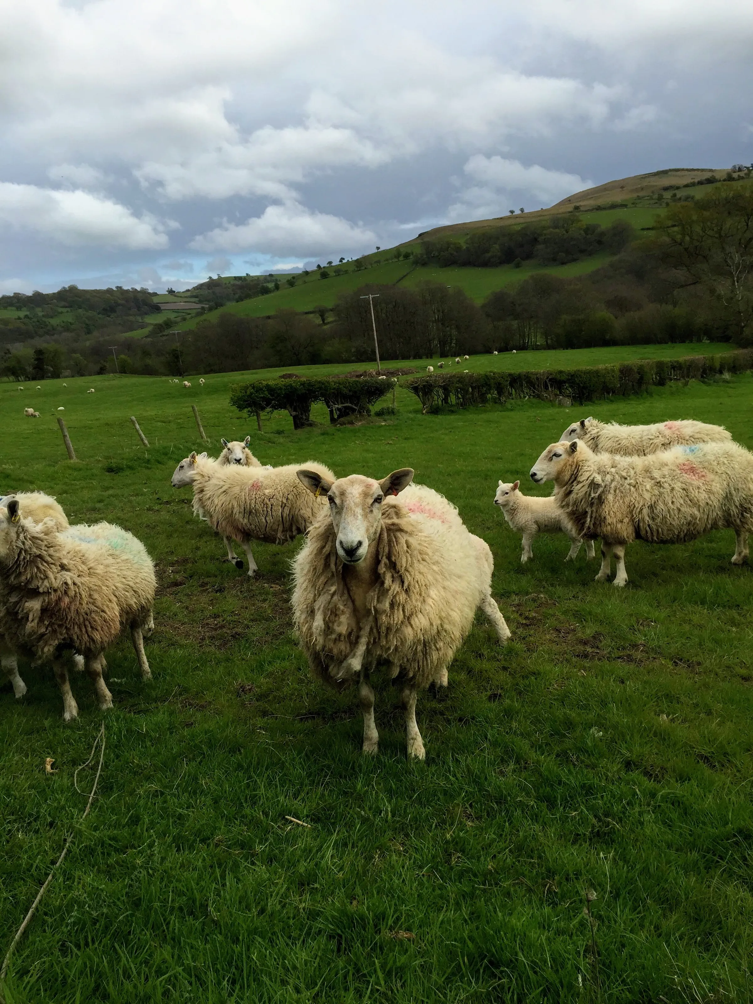 American Girl in Wales