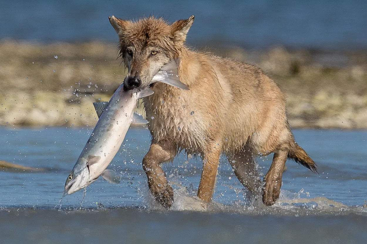 Wolf with fresh Alaskan Salmon