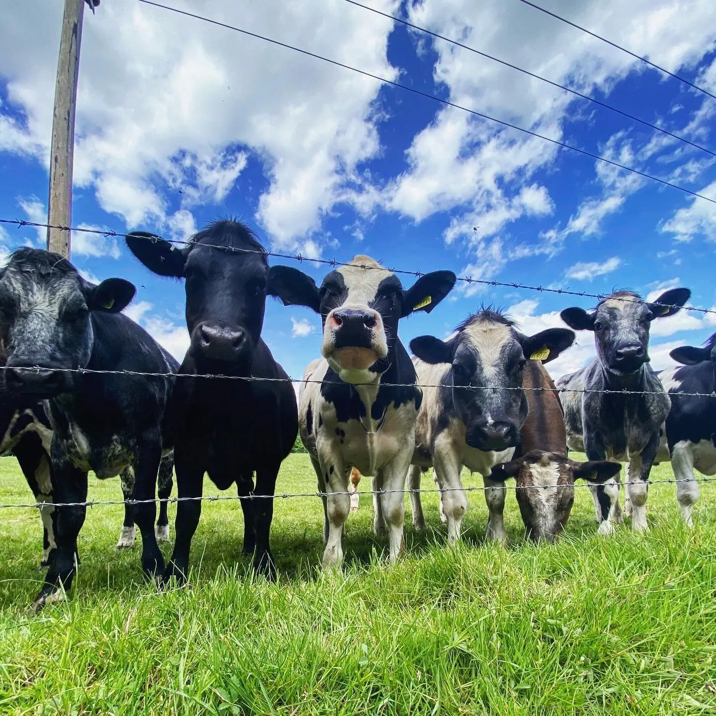 Cows in a Field