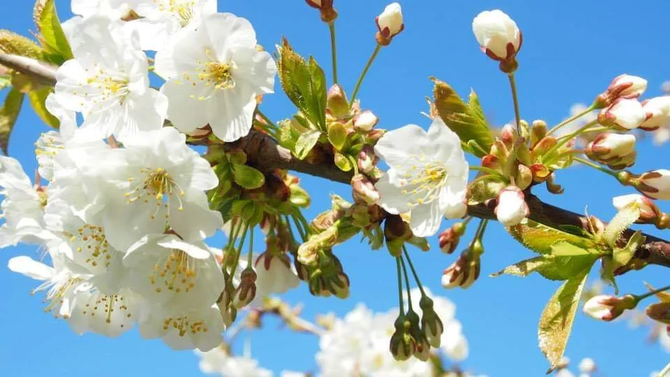 Cherry blossom
