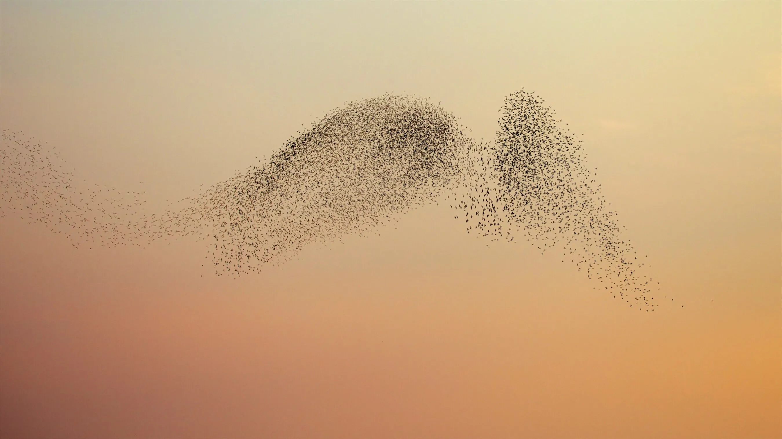 Big Bird, Little Birds