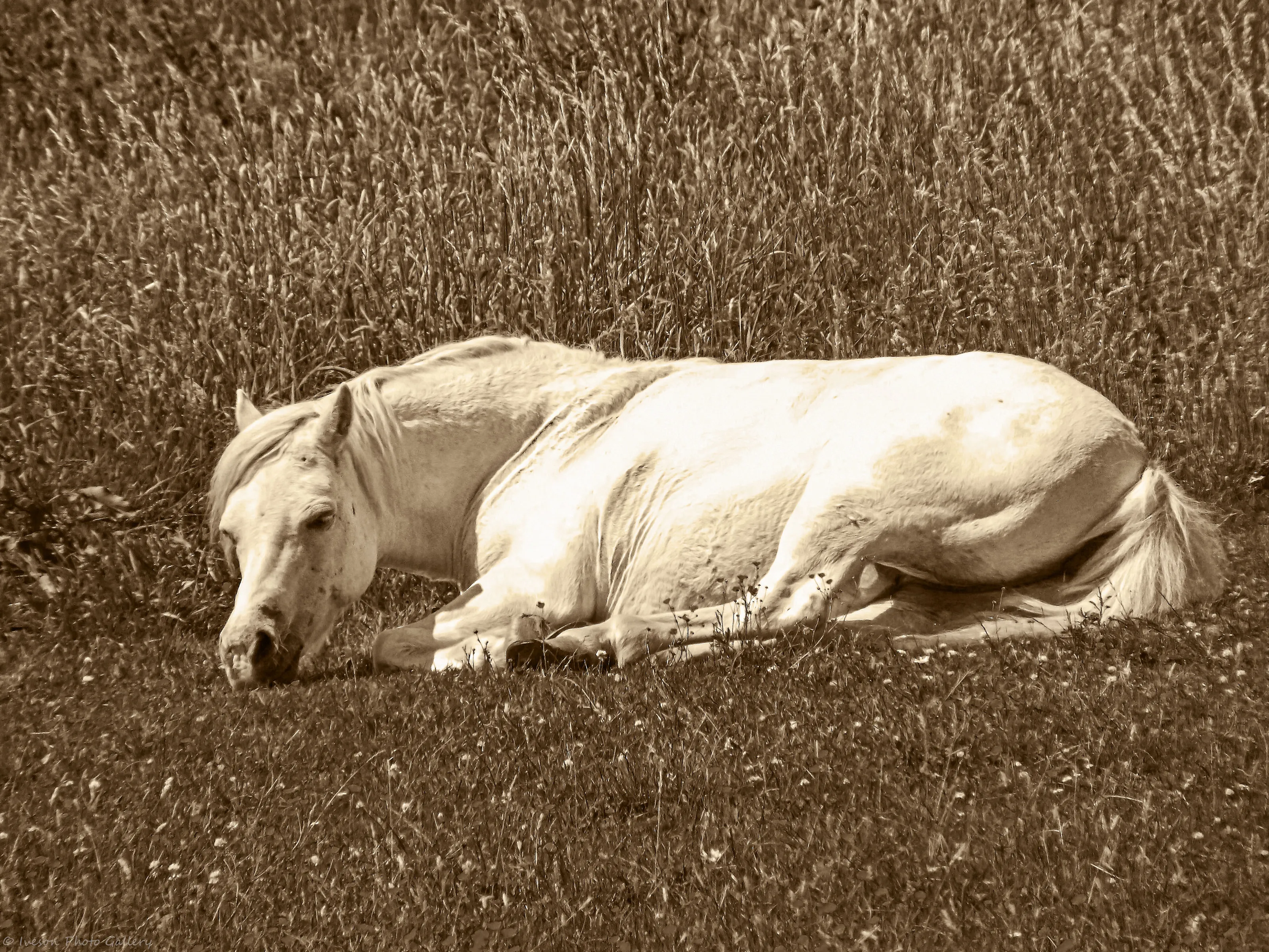 Resting