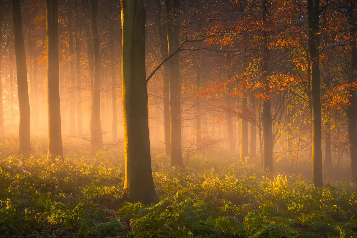 Sunrise in Friston Forest