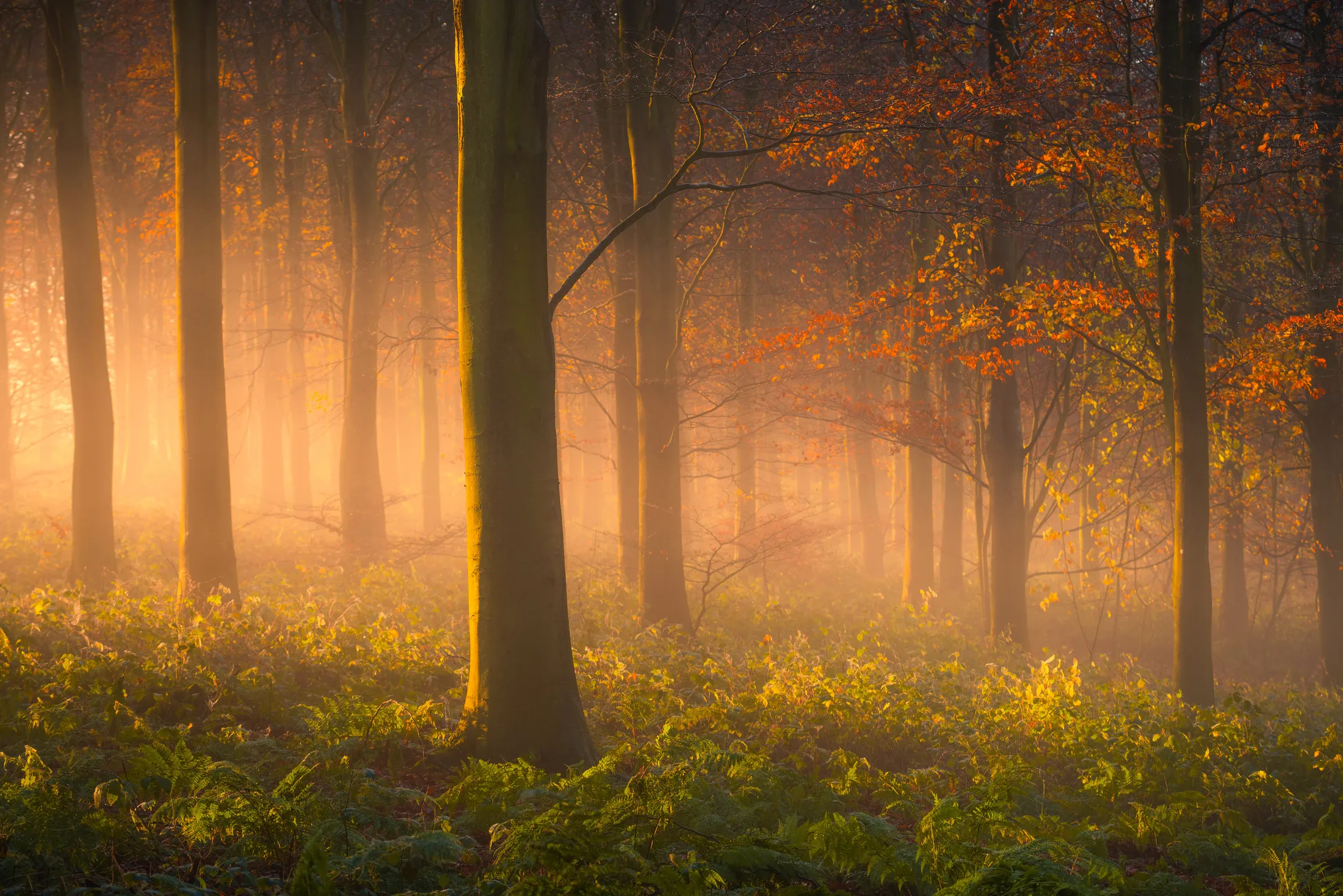 Sunrise in Friston Forest
