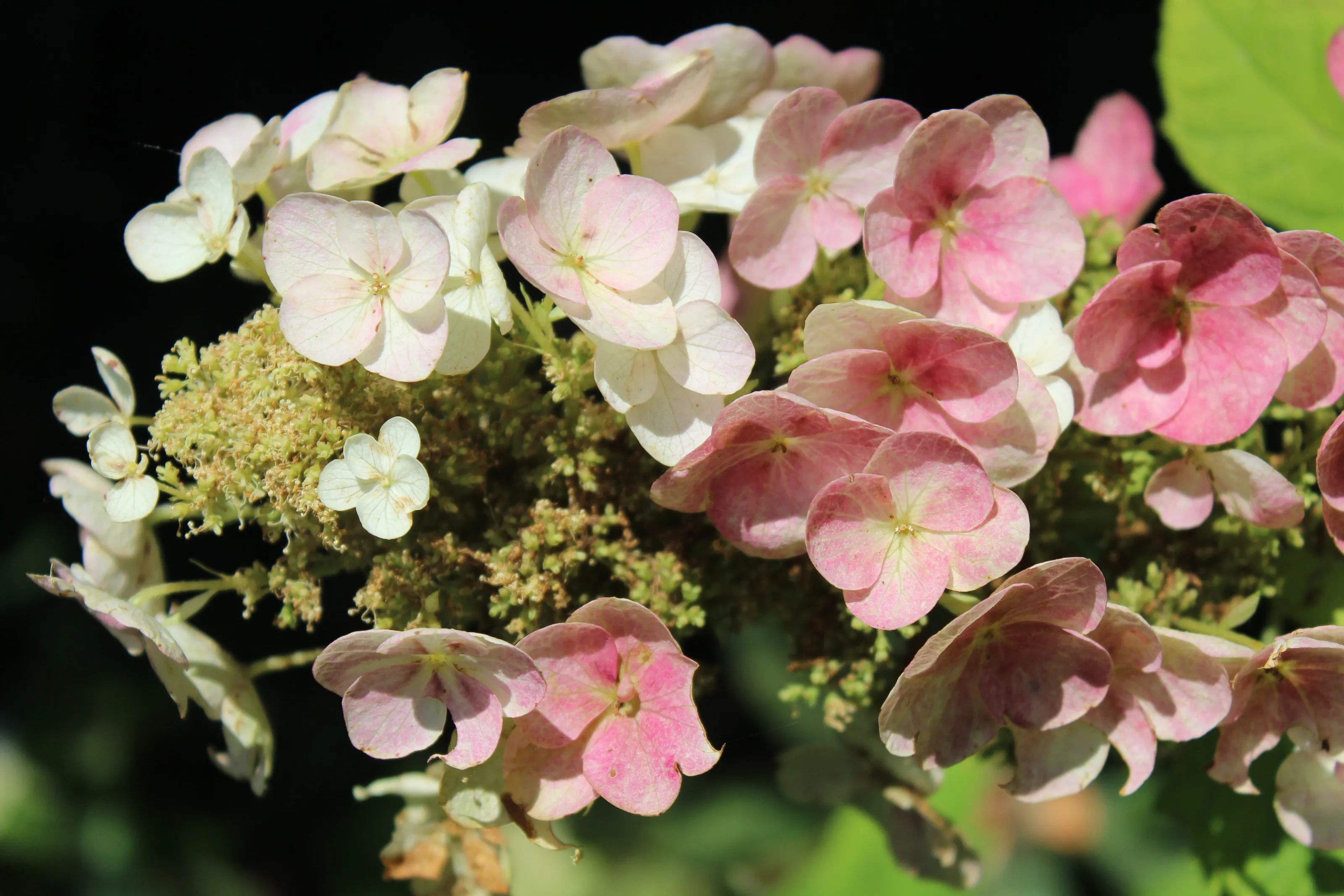 Little Flowers