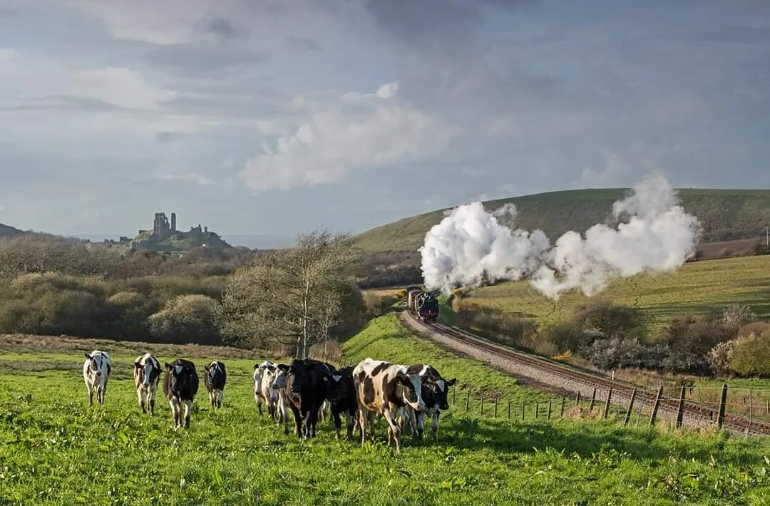 Cows coming home