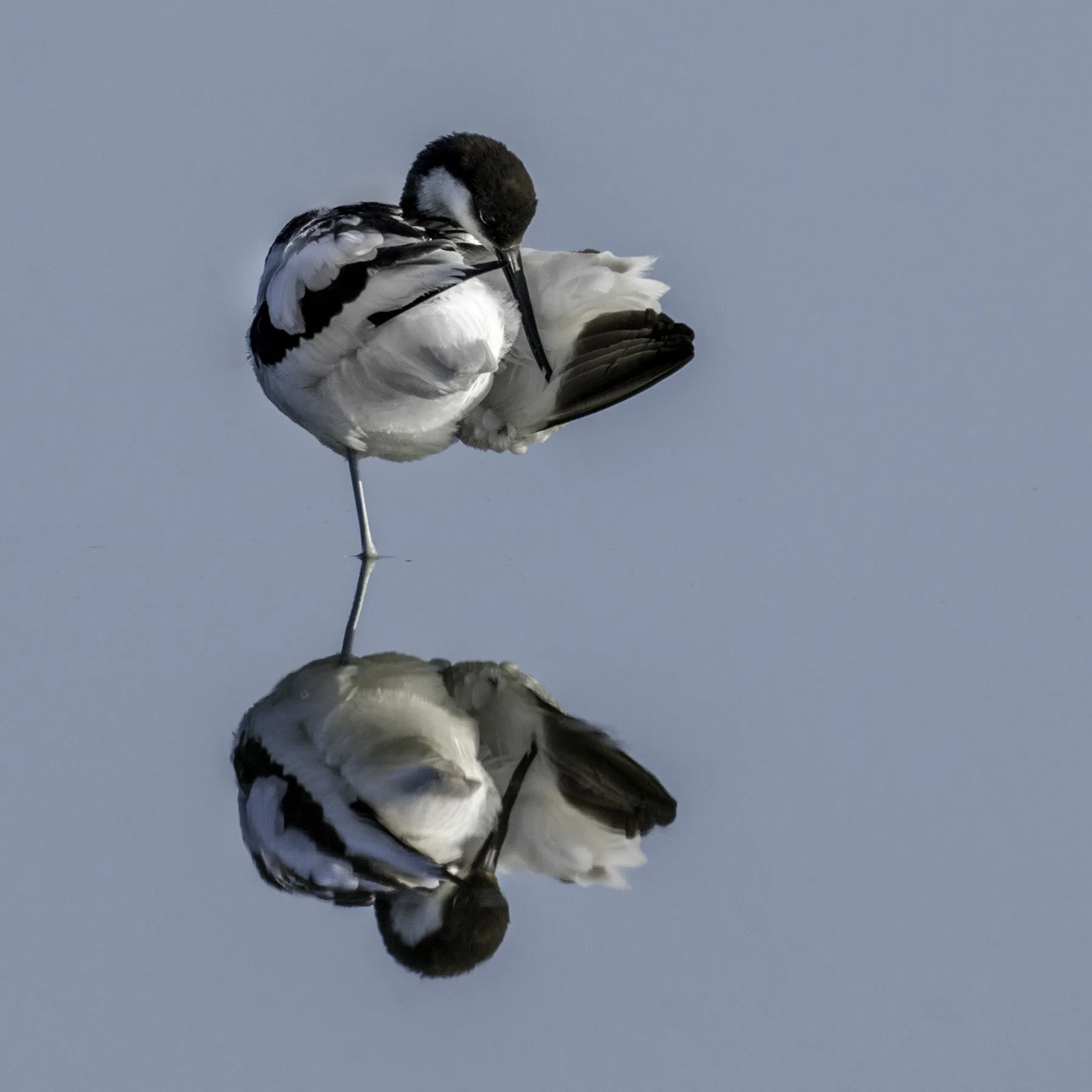 Avocet preening.