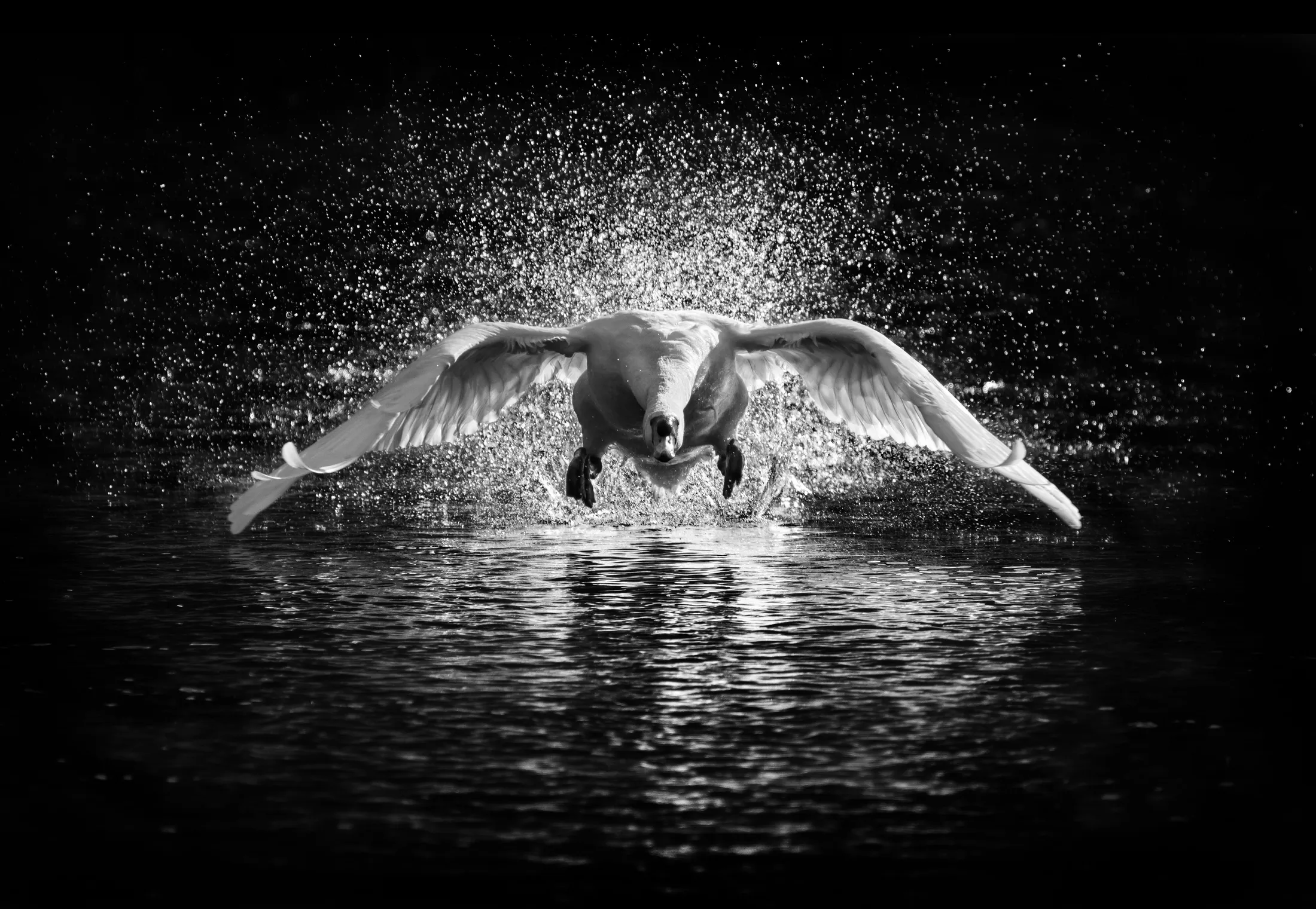 Mute Swan charging