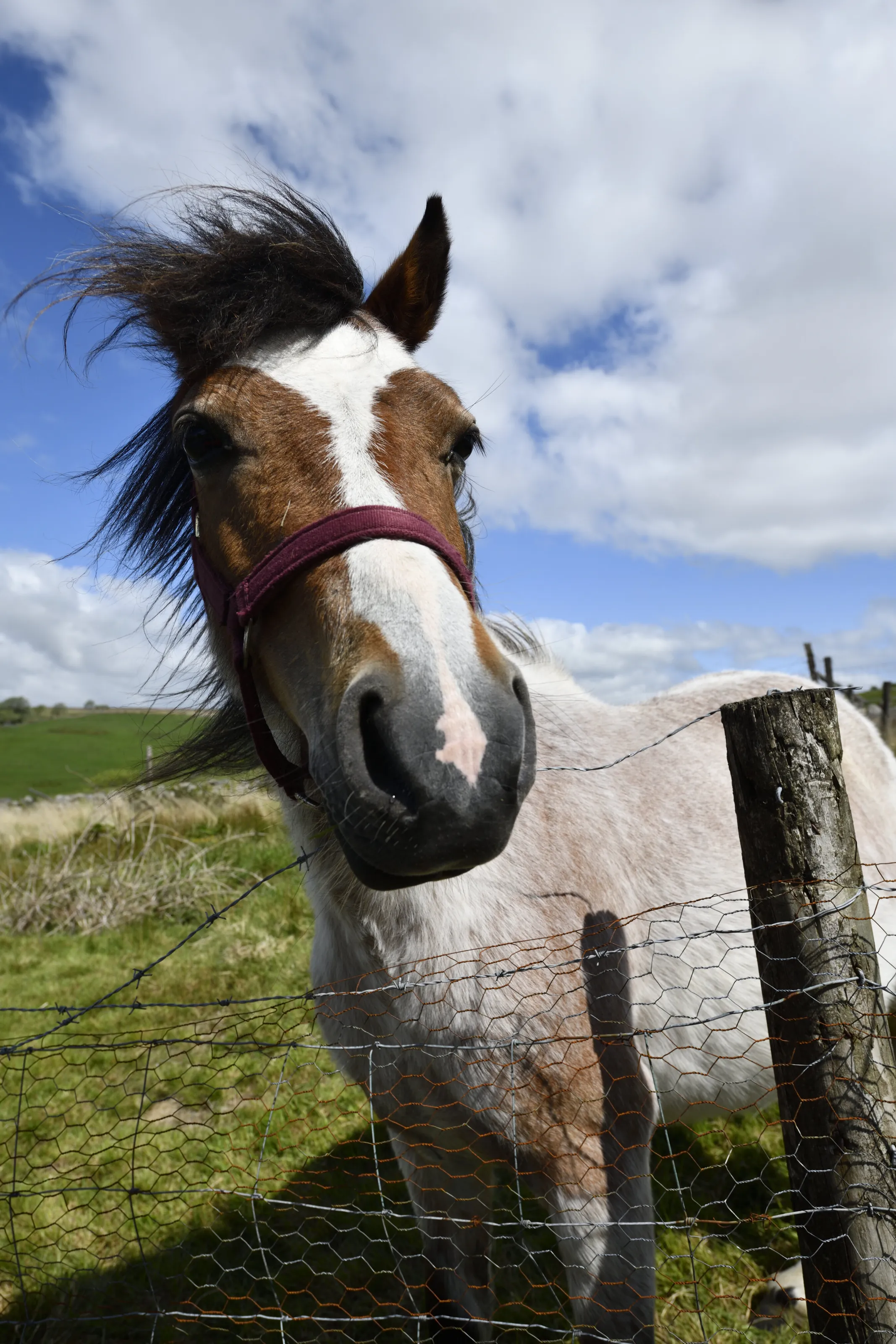 Pony in Wales