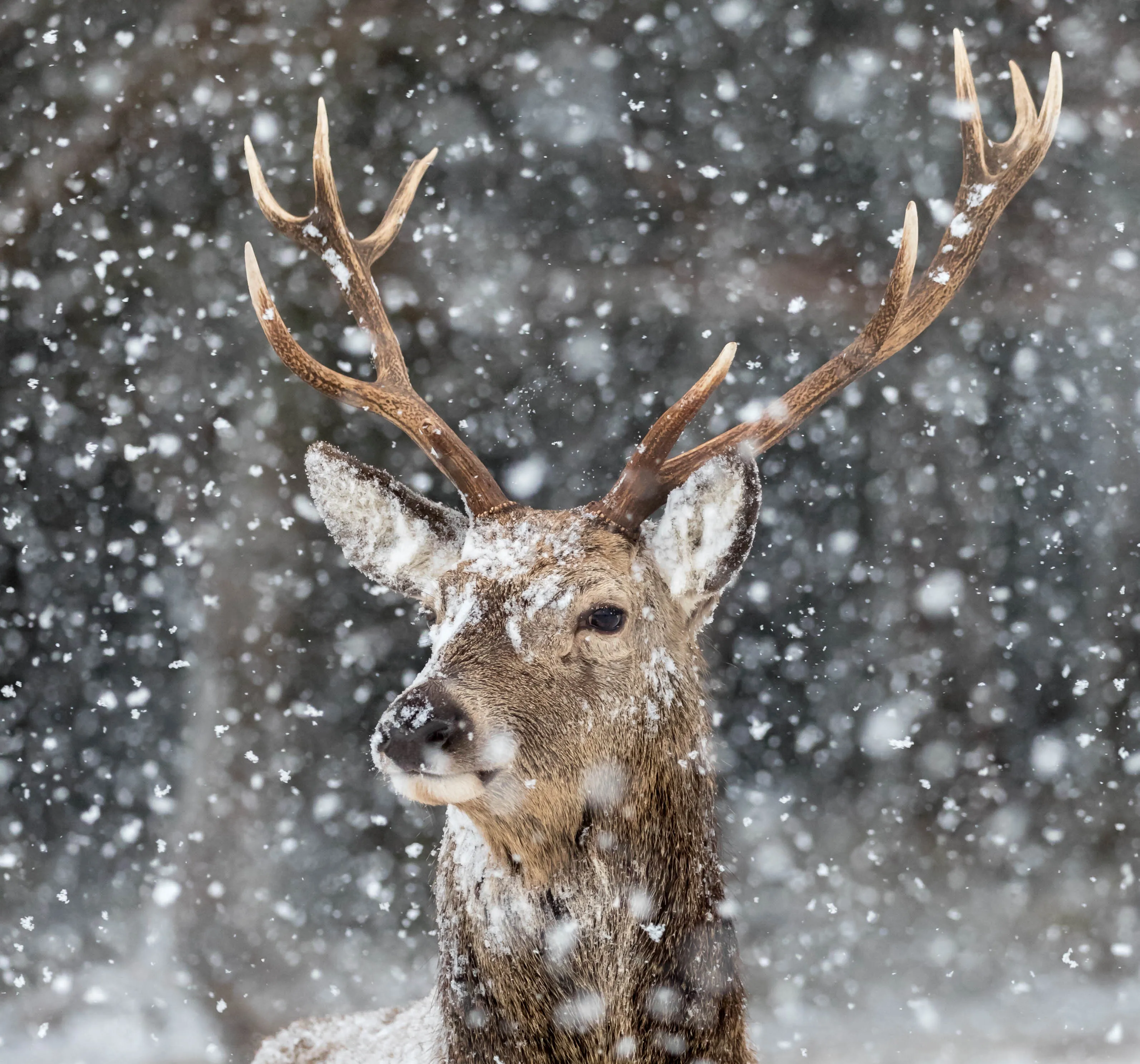 Stag in snowfall